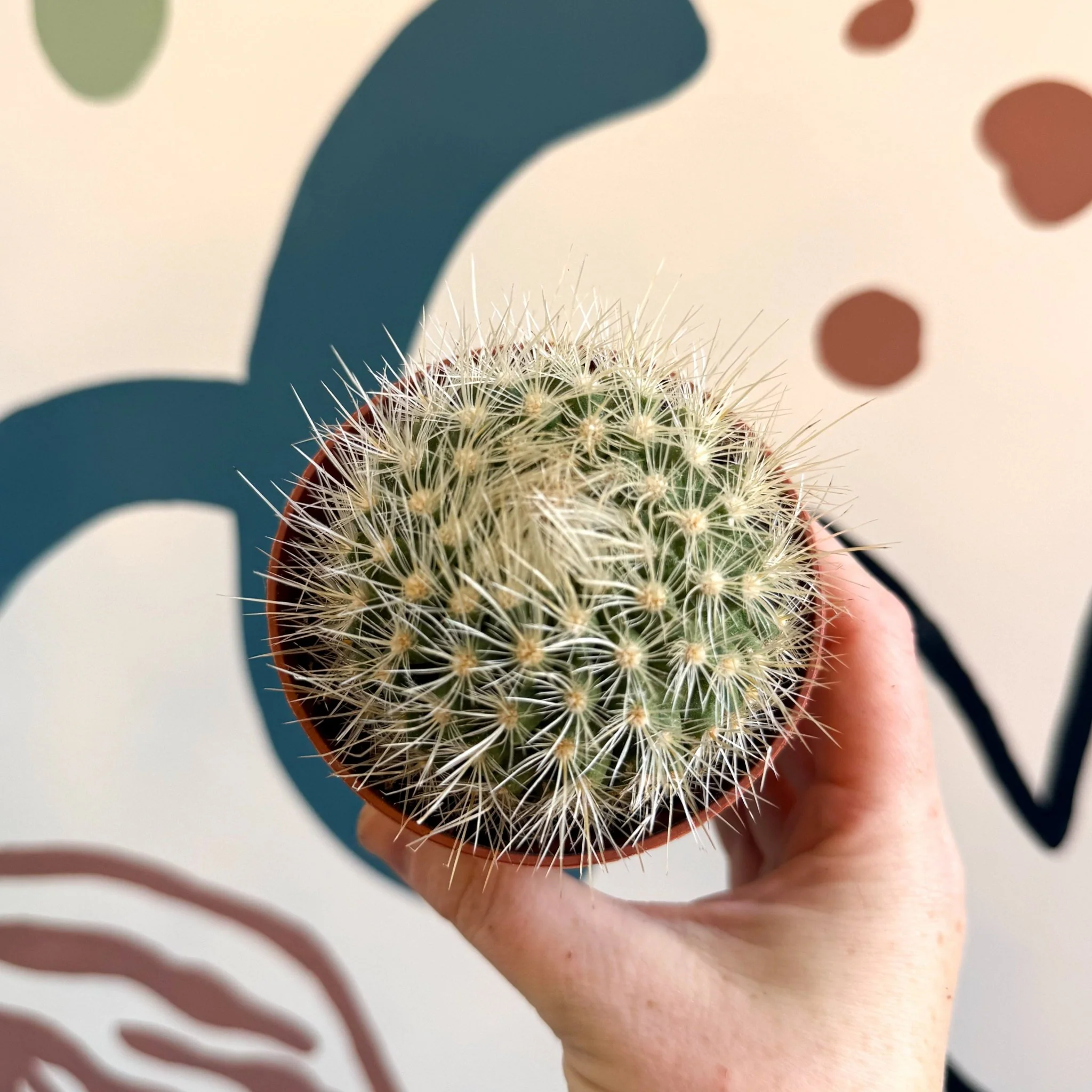Parodia penicillata – Powder Puff Ball Cactus - Image 2