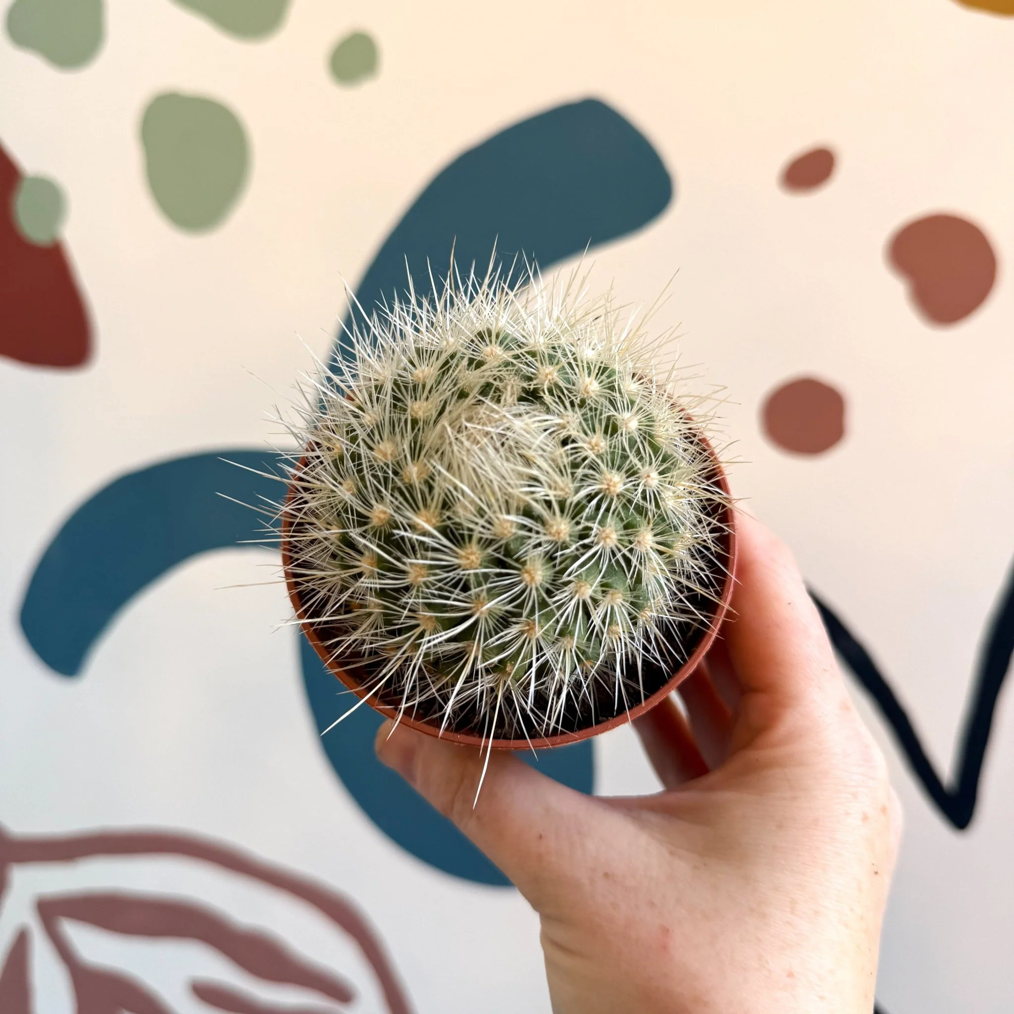 Parodia penicillata – Powder Puff Ball Cactus - Image 4