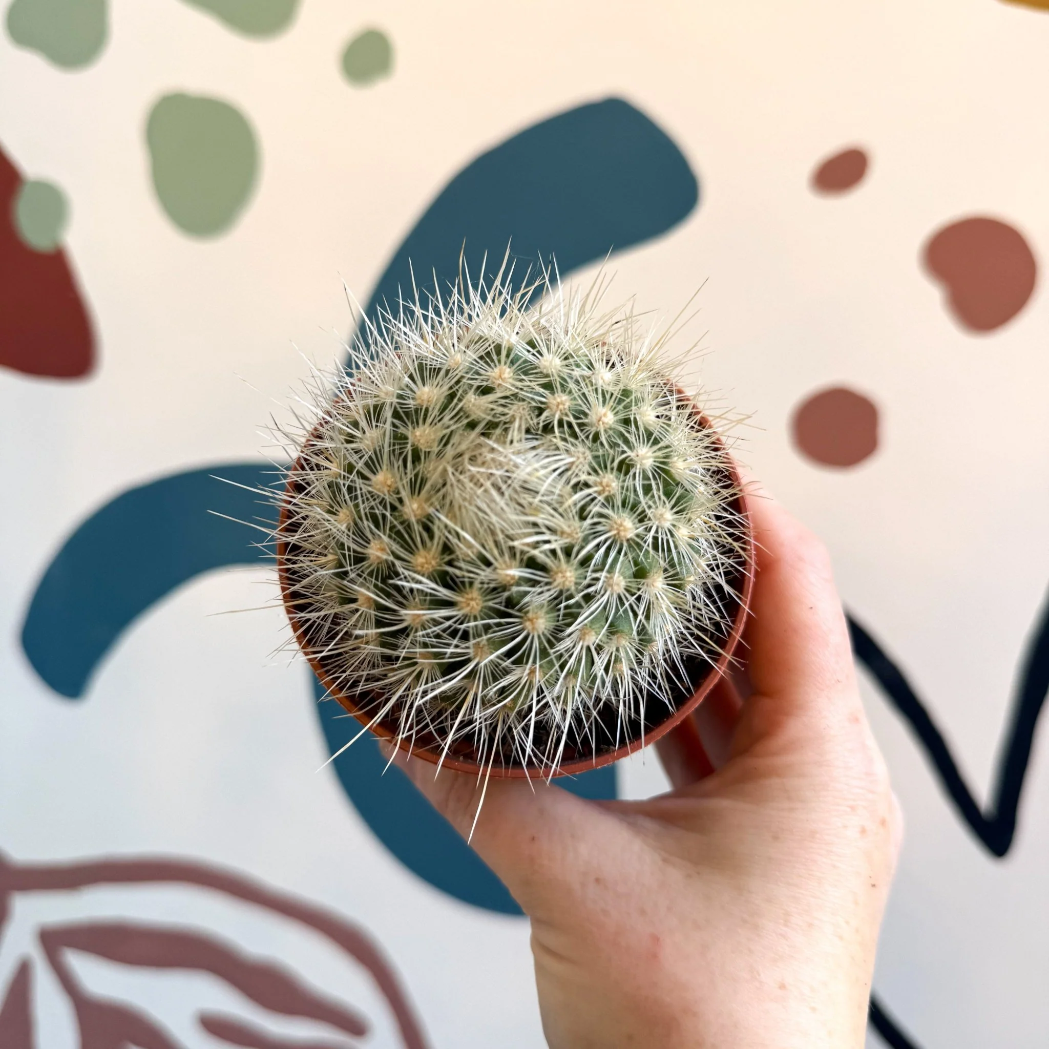 Parodia penicillata – Powder Puff Ball Cactus - Image 5