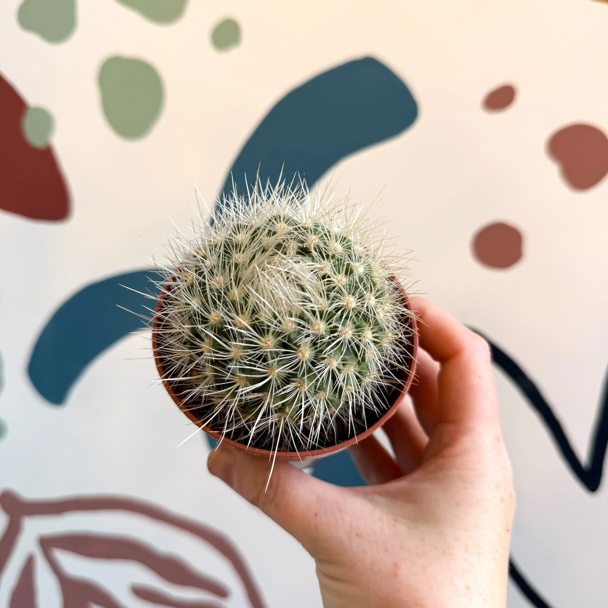 Parodia penicillata – Powder Puff Ball Cactus - Image 7