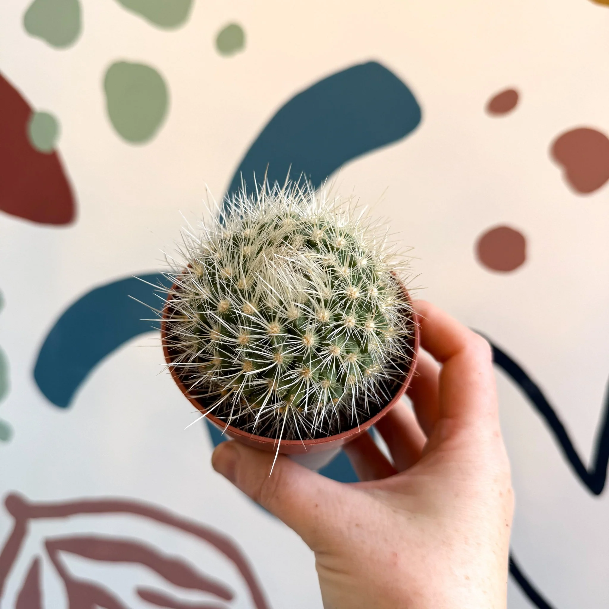 Parodia penicillata – Powder Puff Ball Cactus - Image 8