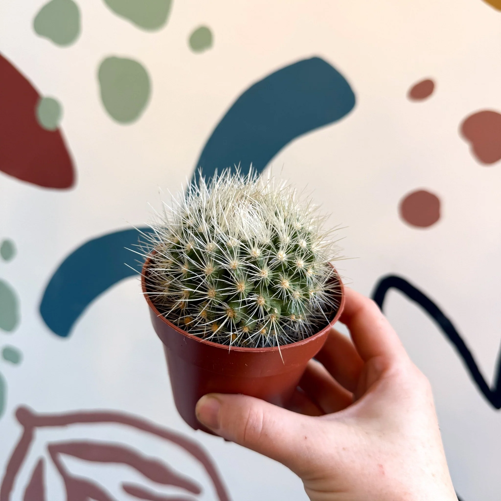Parodia penicillata – Powder Puff Ball Cactus - Image 9