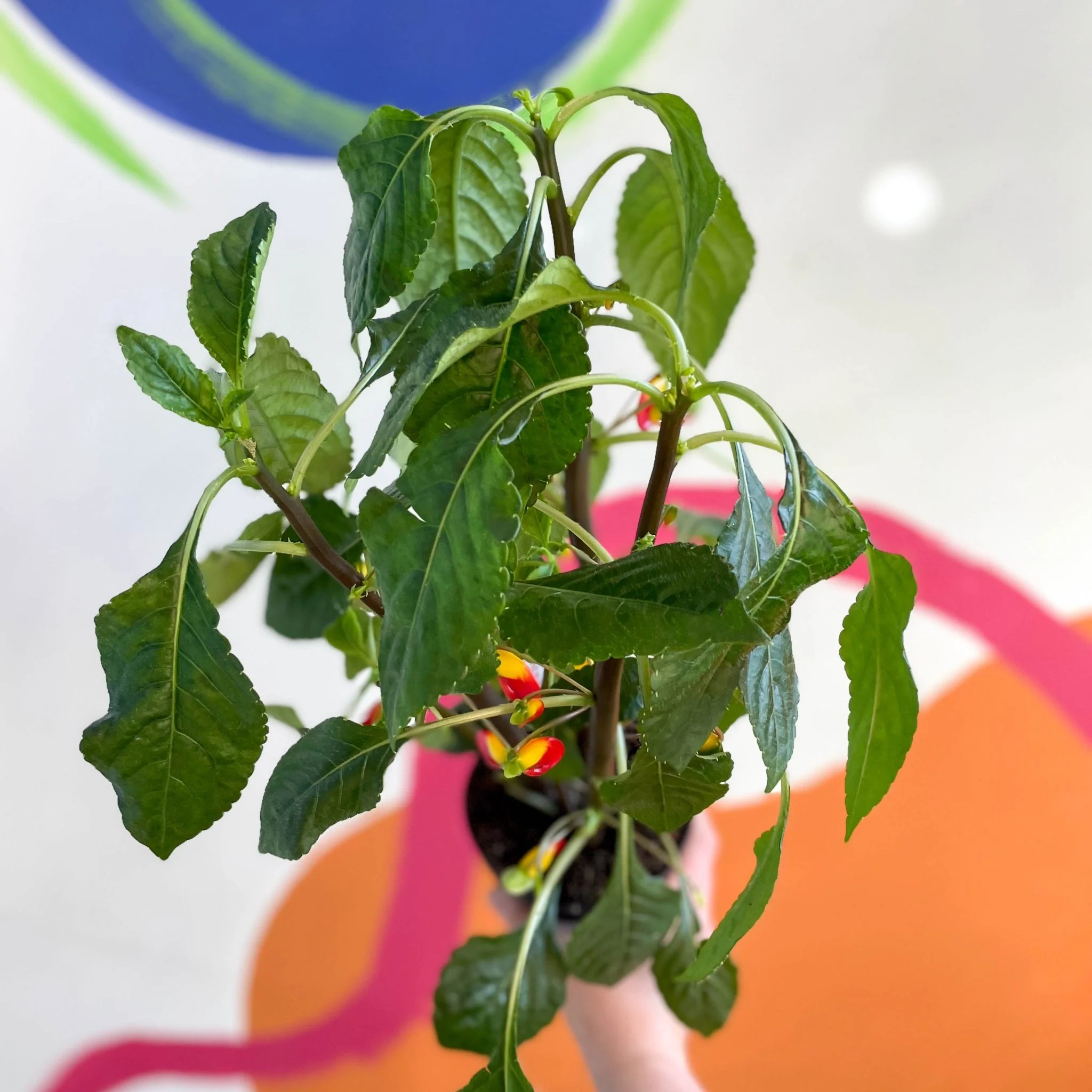 Impatiens niamniamensis - Parrot Plant - Welsh Grown