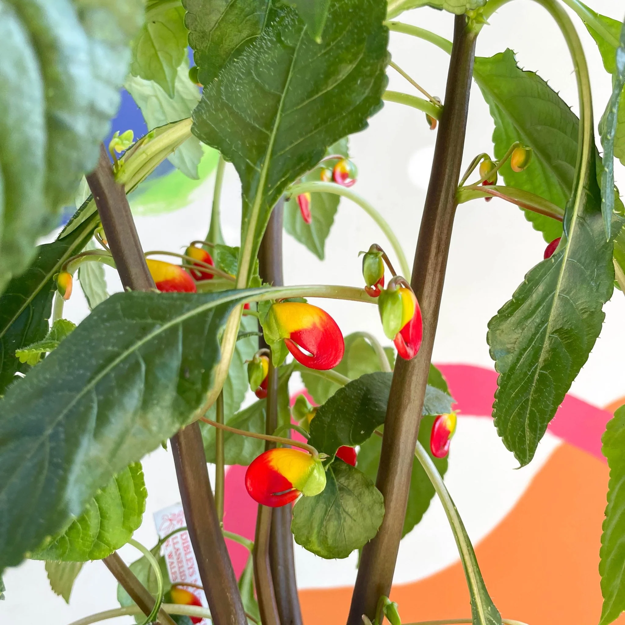 Impatiens niamniamensis - Parrot Plant - Welsh Grown - Image 2