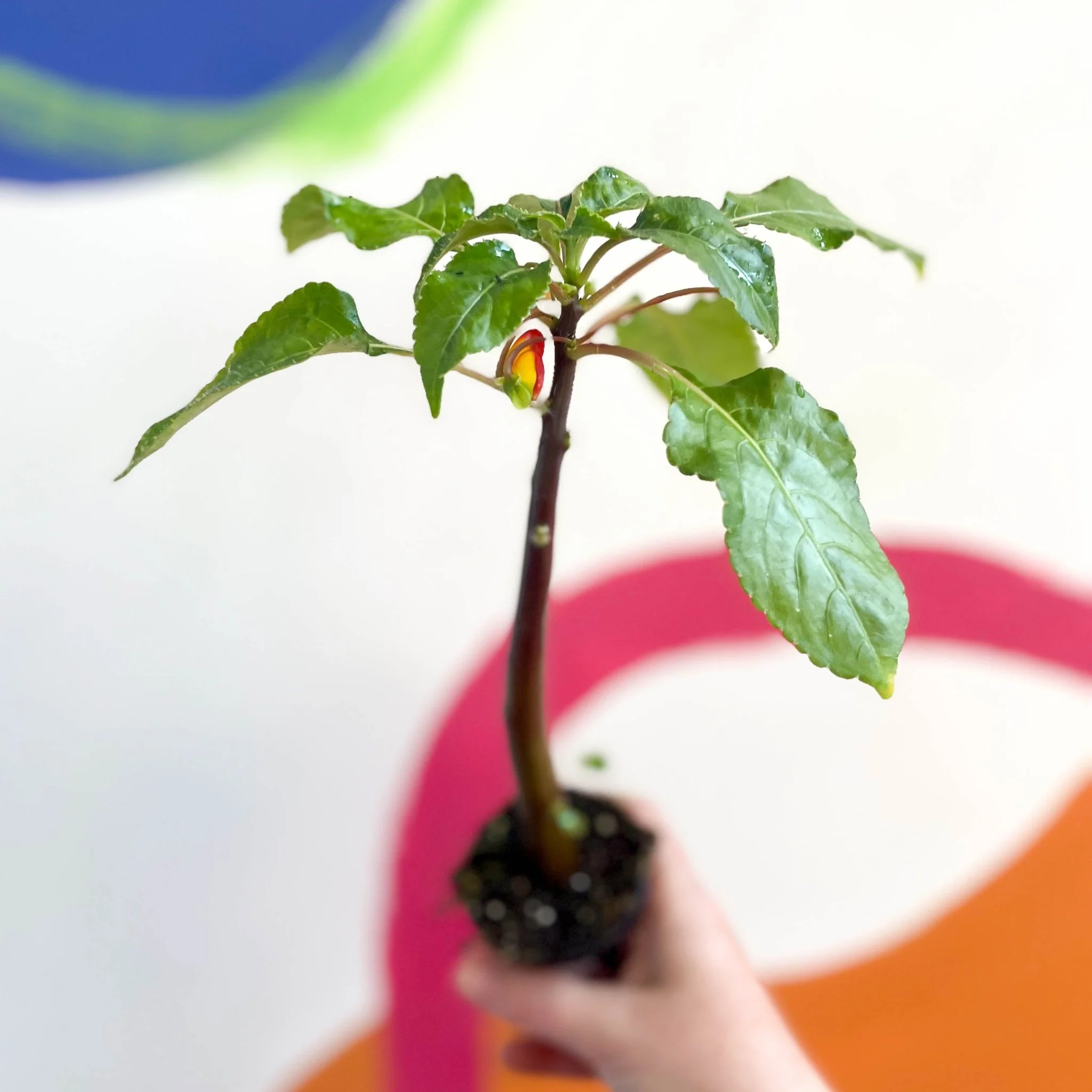 Impatiens niamniamensis - Parrot Plant - Welsh Grown - Image 3