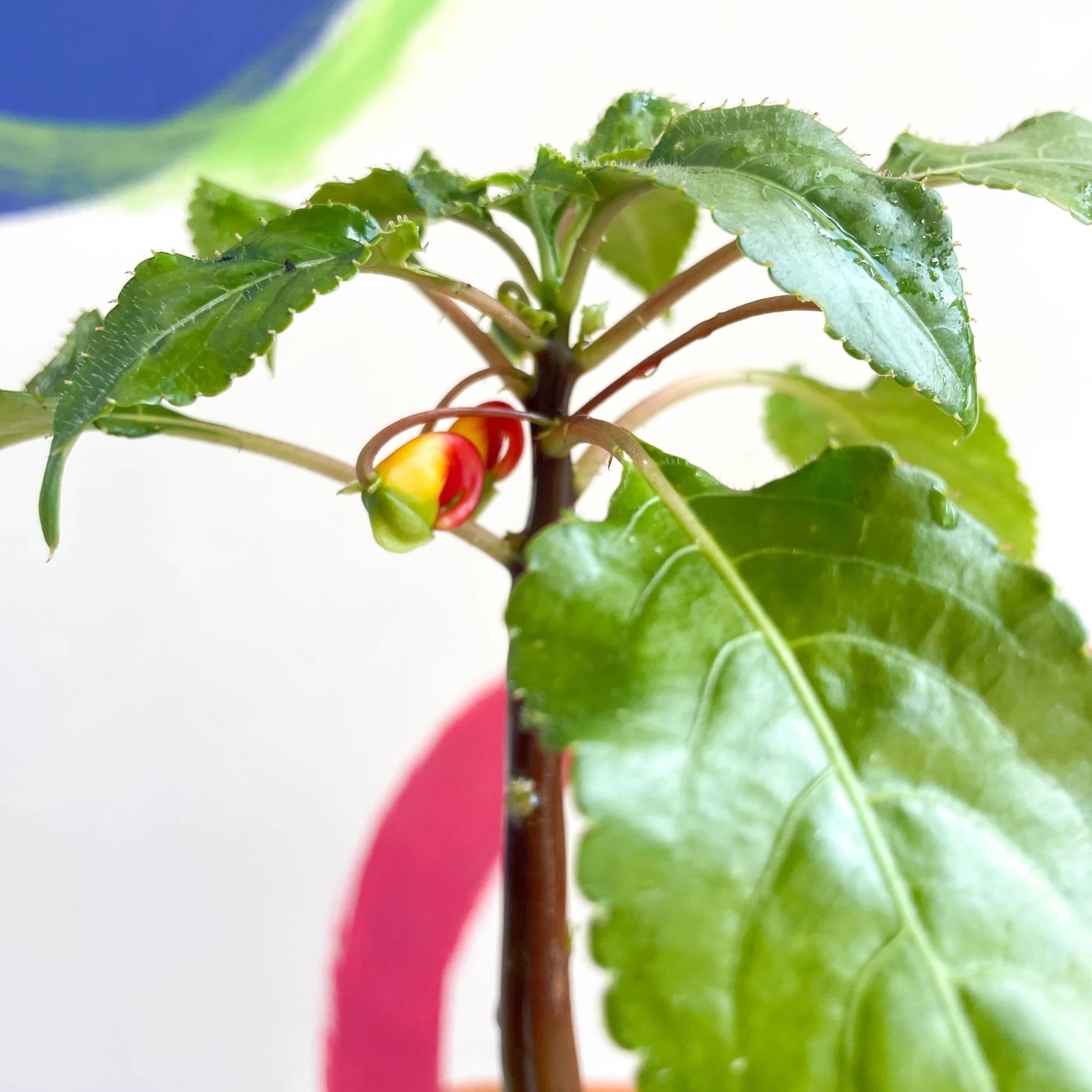 Impatiens niamniamensis - Parrot Plant - Welsh Grown - Image 4
