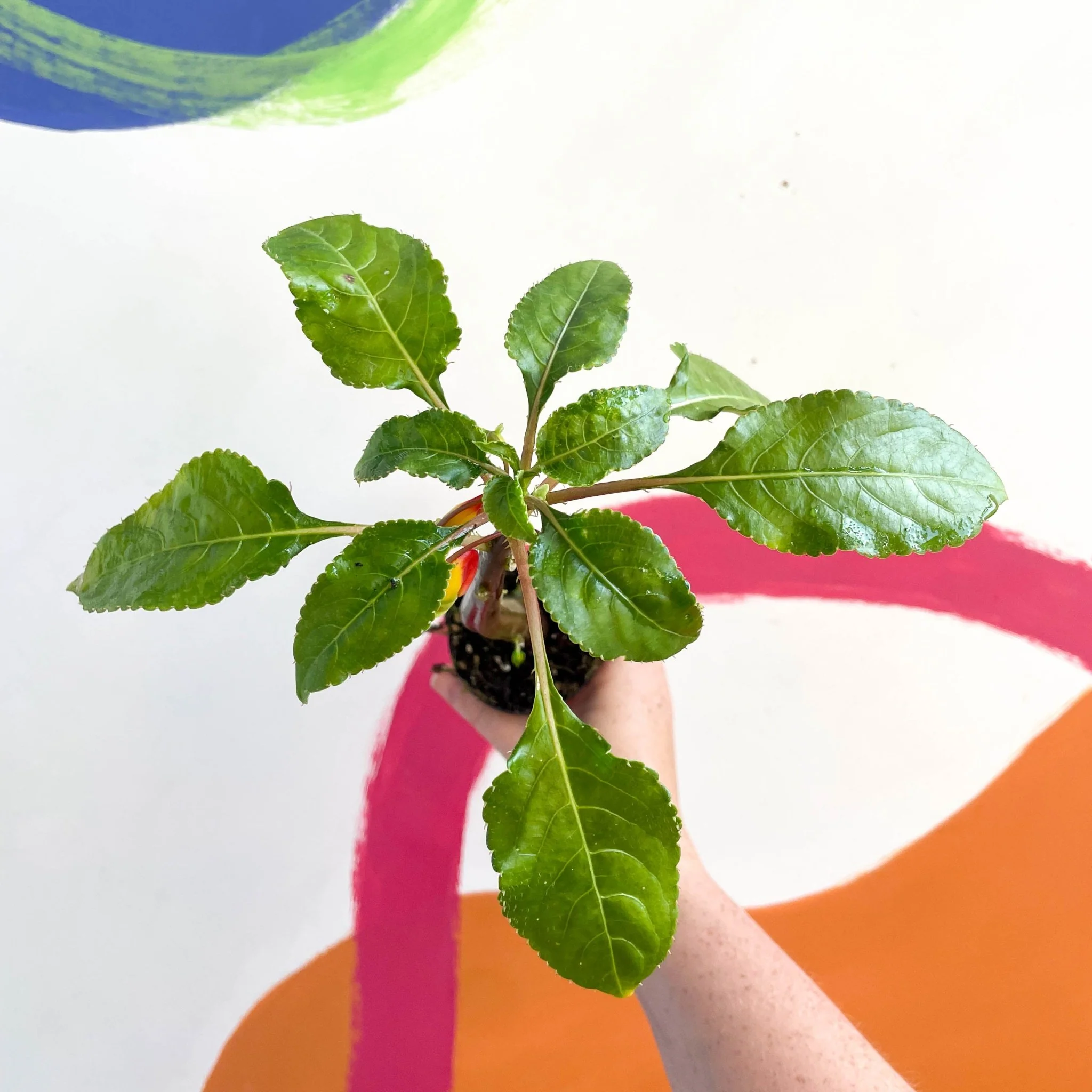 Impatiens niamniamensis - Parrot Plant - Welsh Grown - Image 5