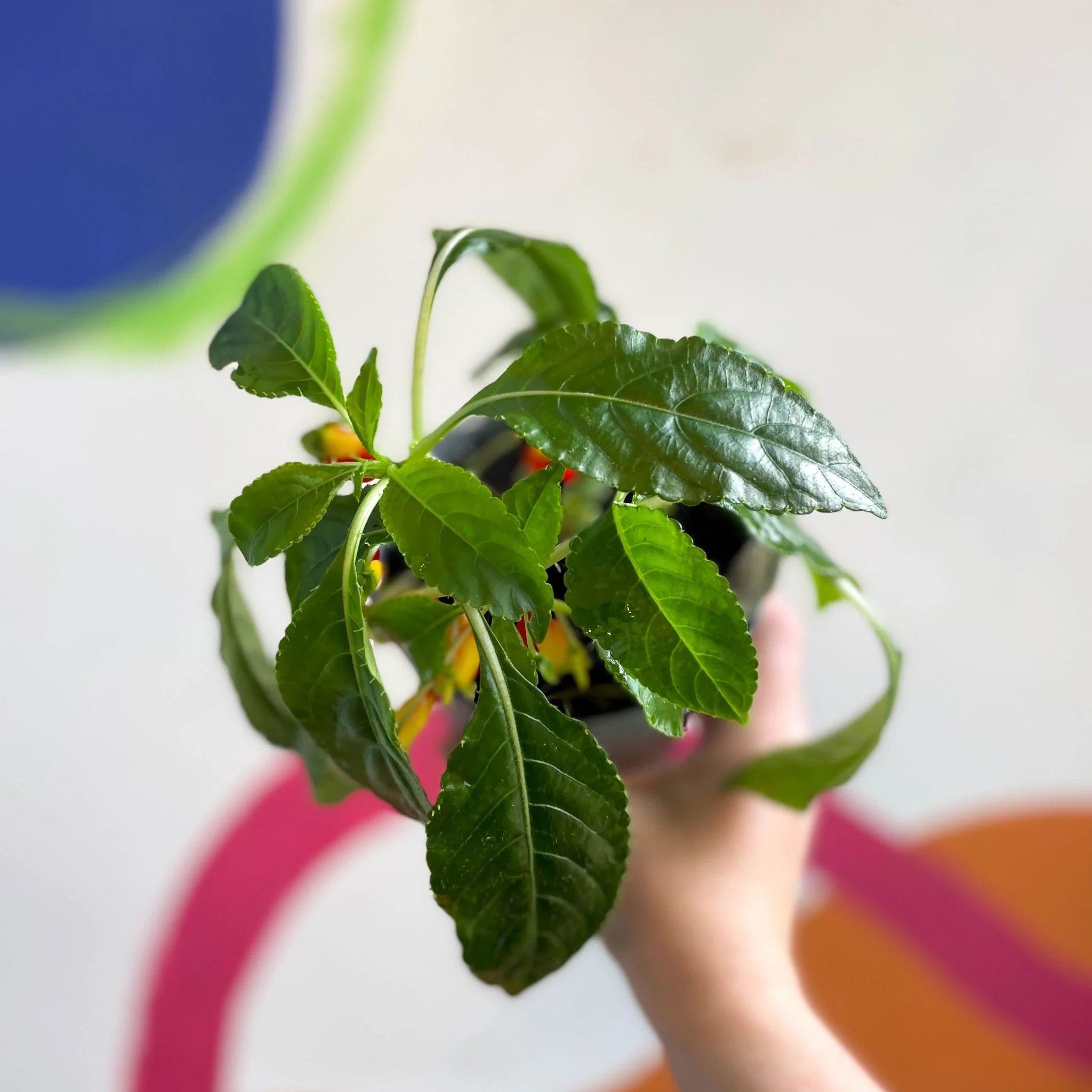 Impatiens niamniamensis - Parrot Plant - Welsh Grown - Image 6
