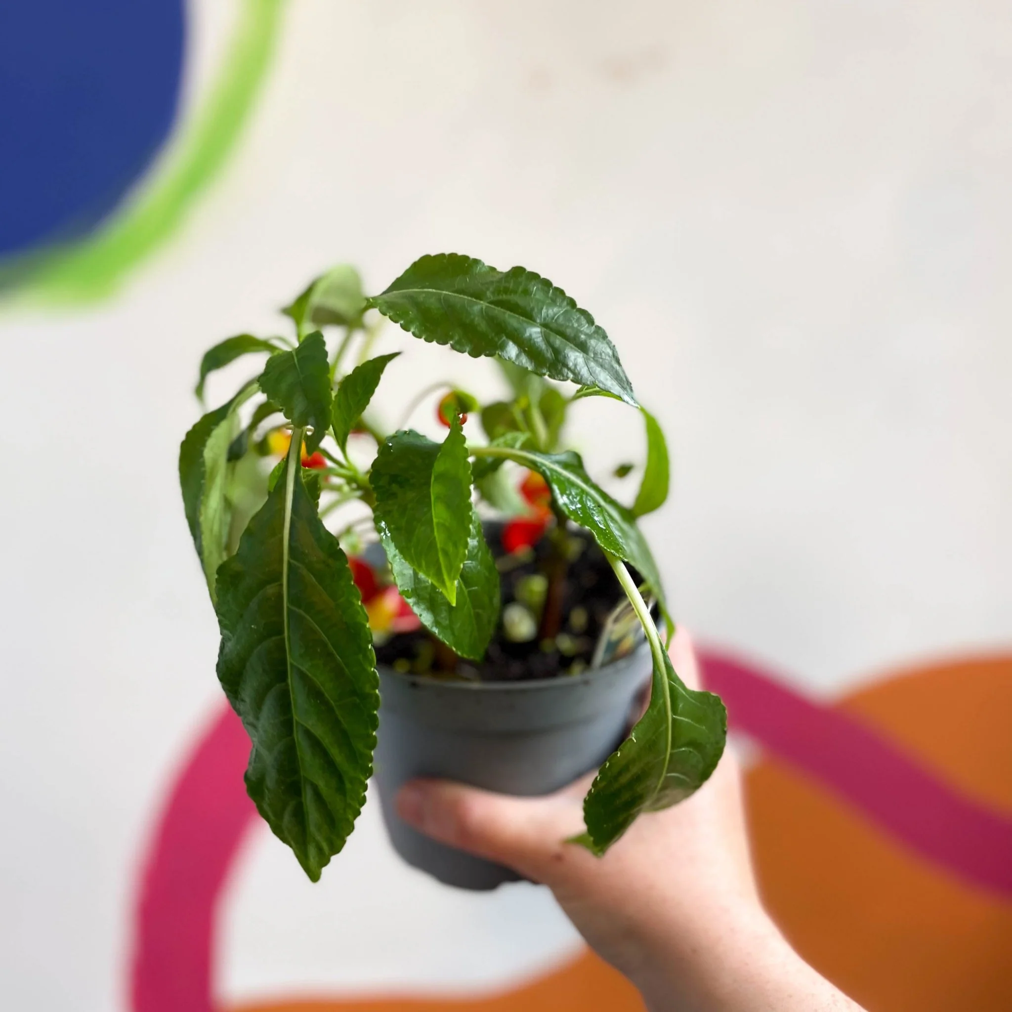 Impatiens niamniamensis - Parrot Plant - Welsh Grown - Image 7