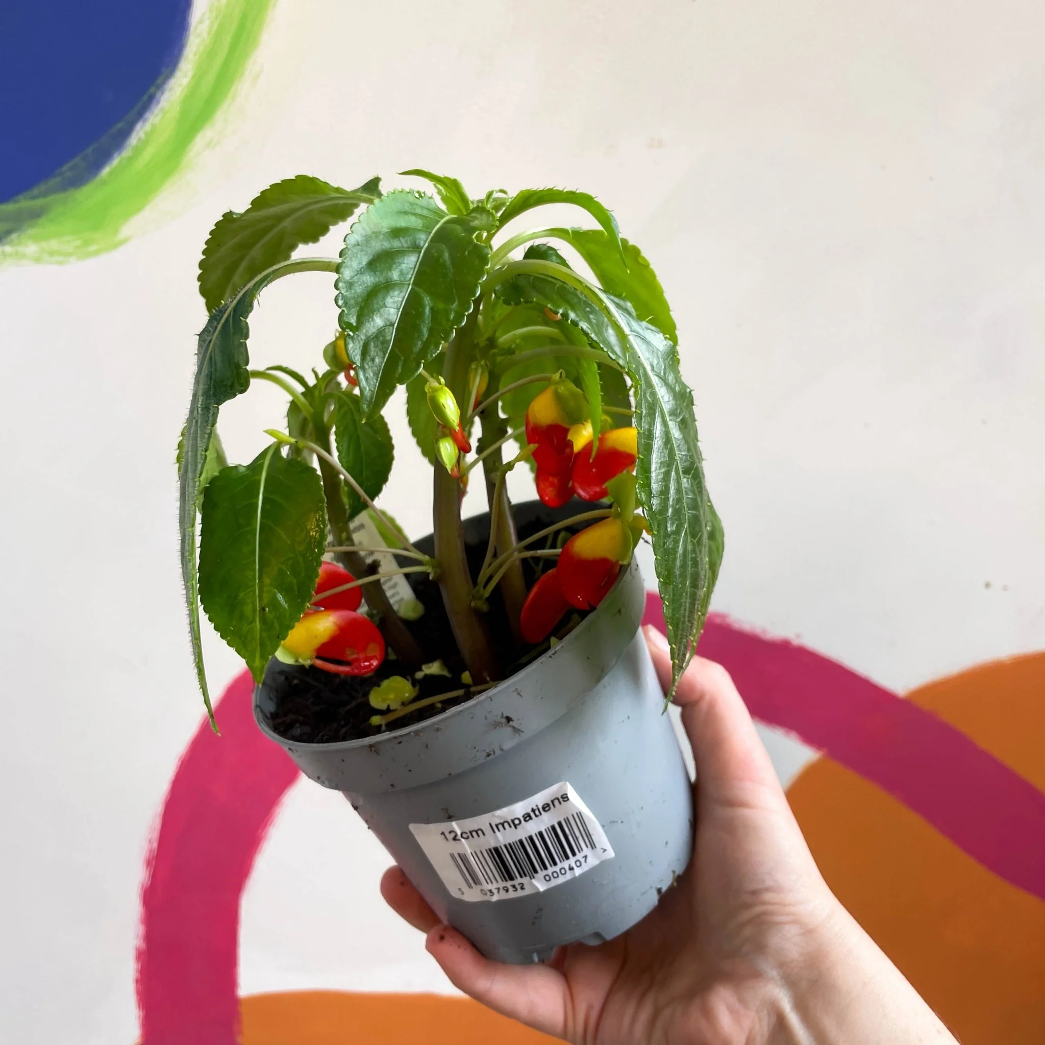 Impatiens niamniamensis - Parrot Plant - Welsh Grown - Image 8