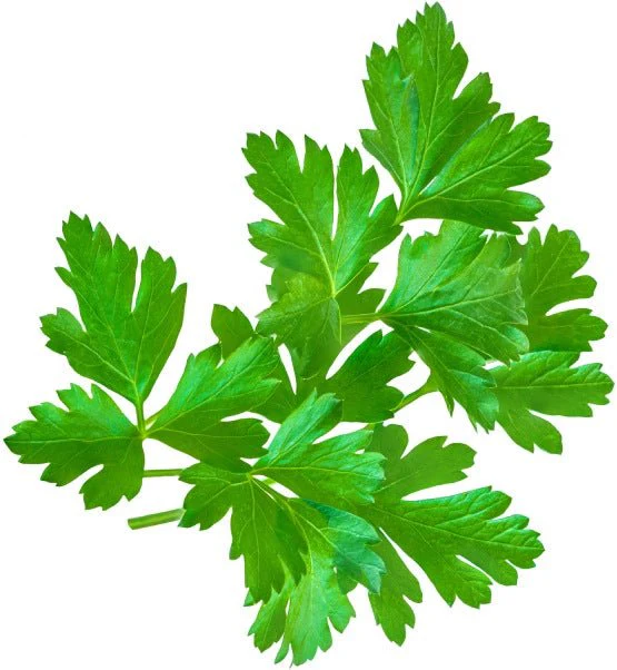 Parsley Herb Garden Seedball Tubes - Image 2