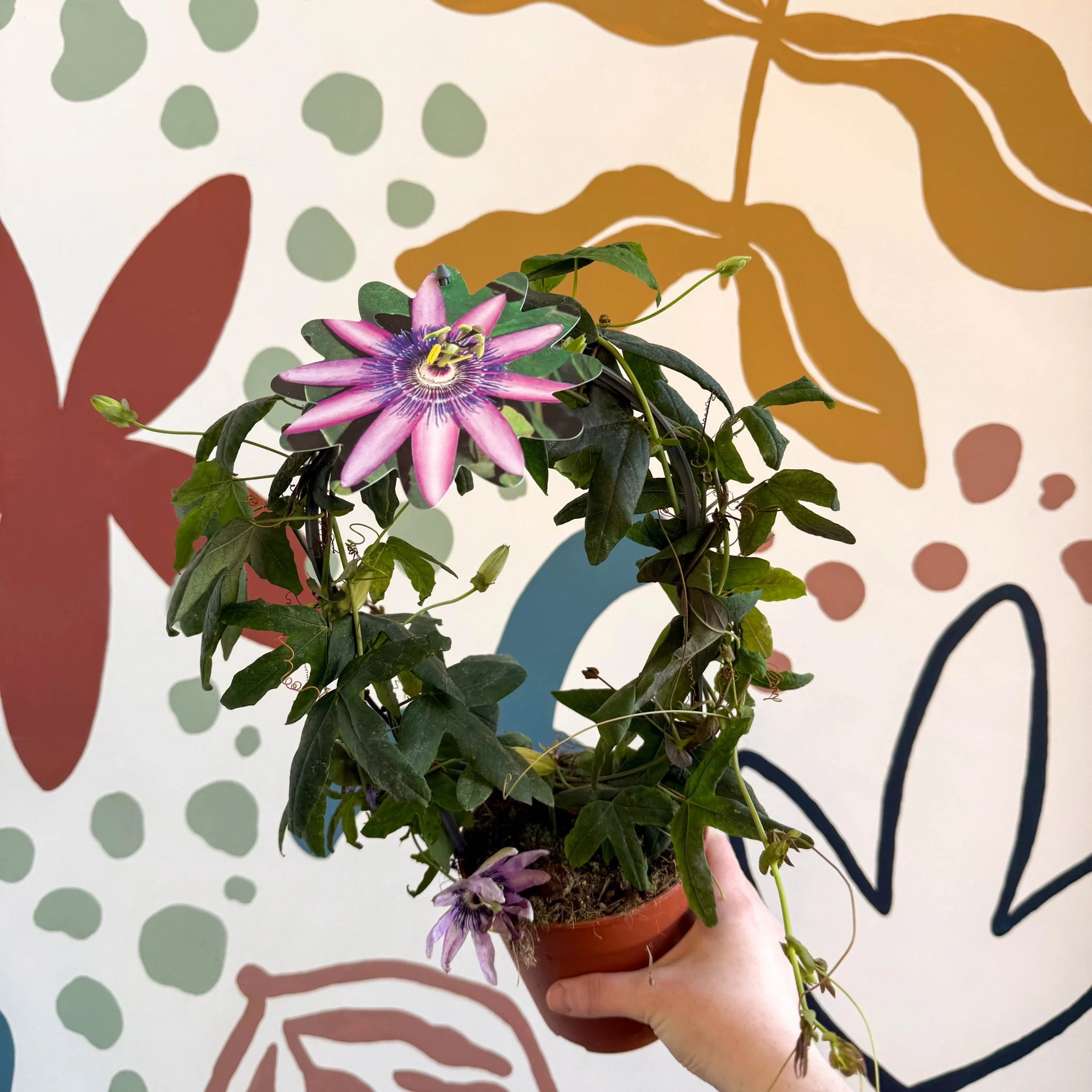 Passiflora 'Amethyst' - Purple Passionflower