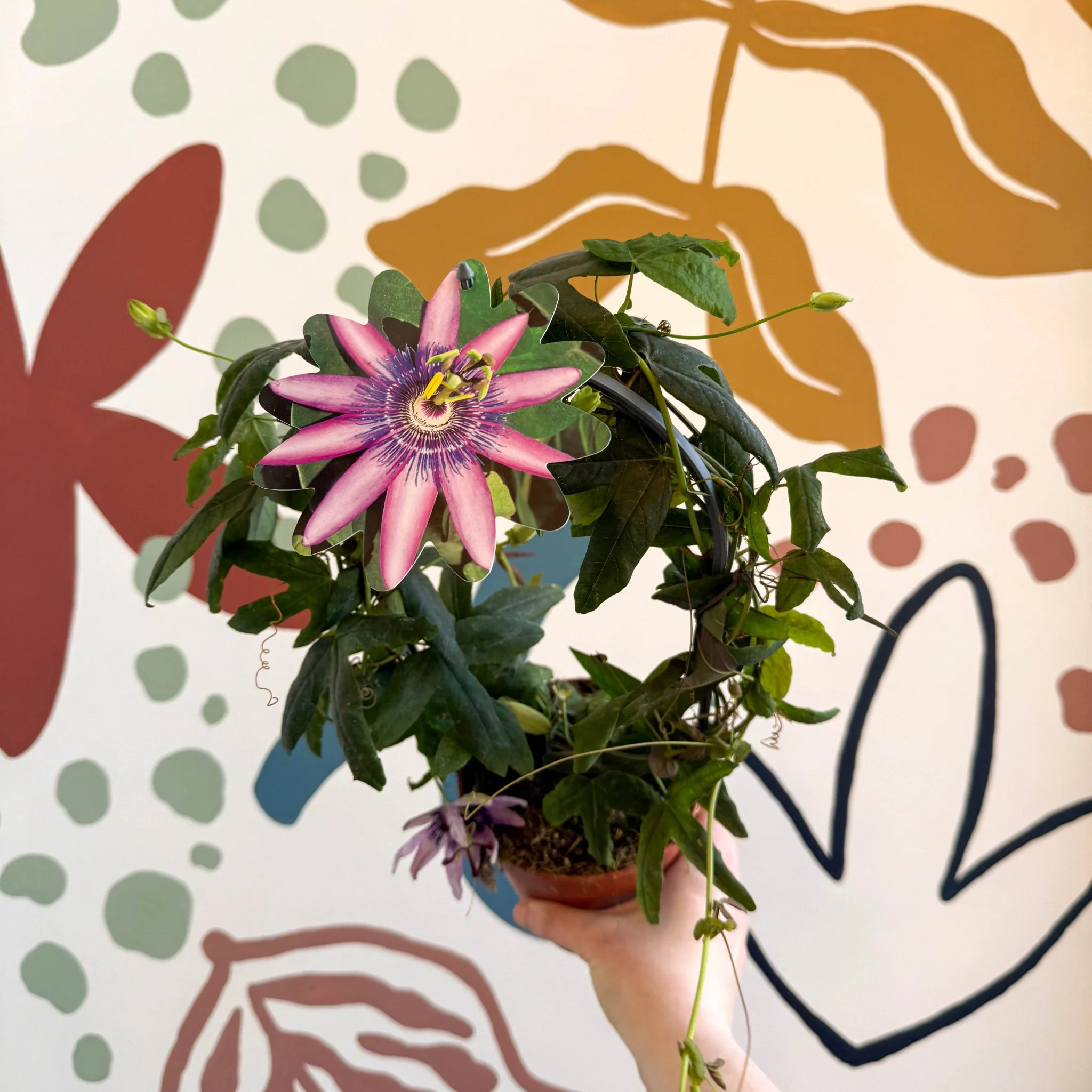 Passiflora 'Amethyst' - Purple Passionflower - Image 3
