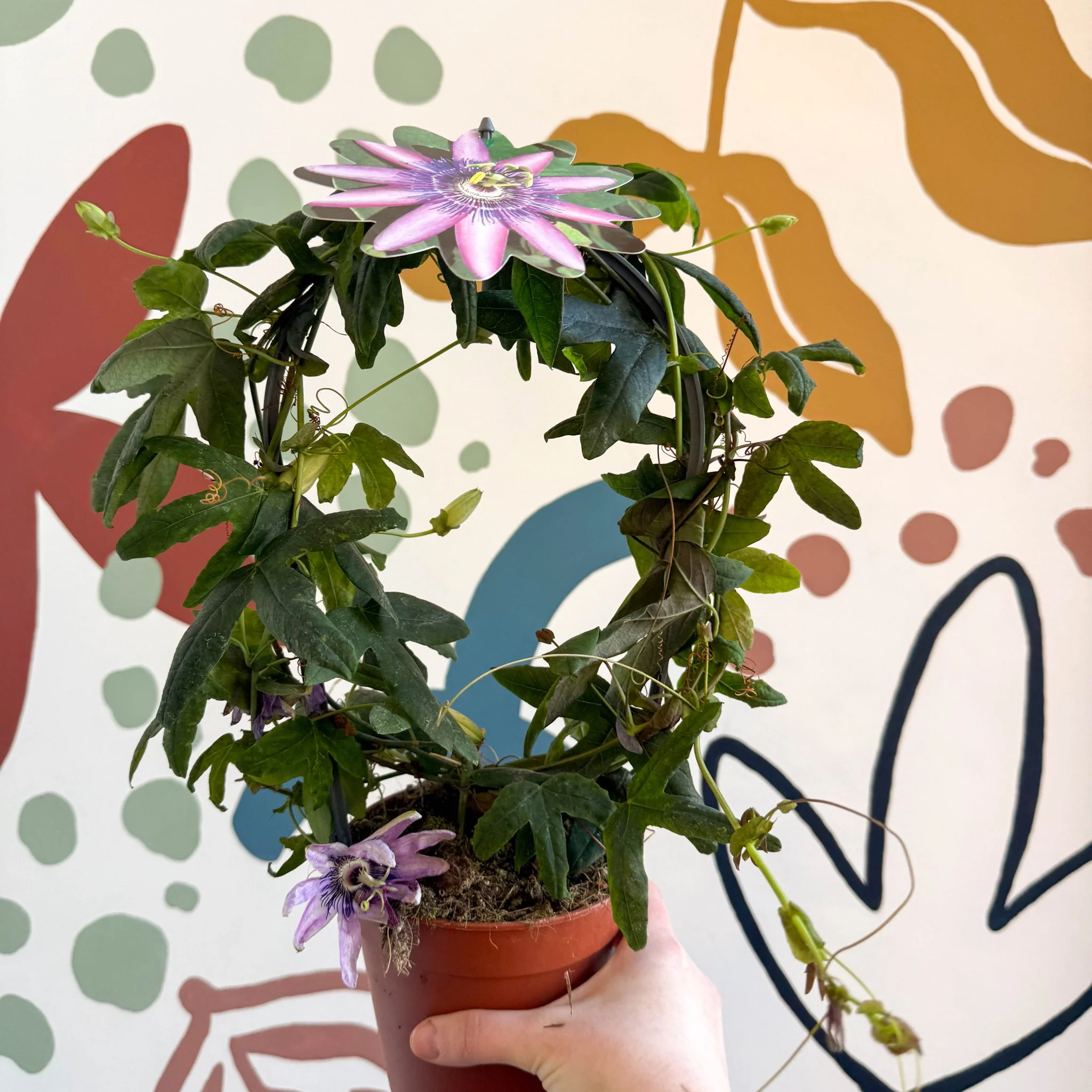 Passiflora 'Amethyst' - Purple Passionflower - Image 4
