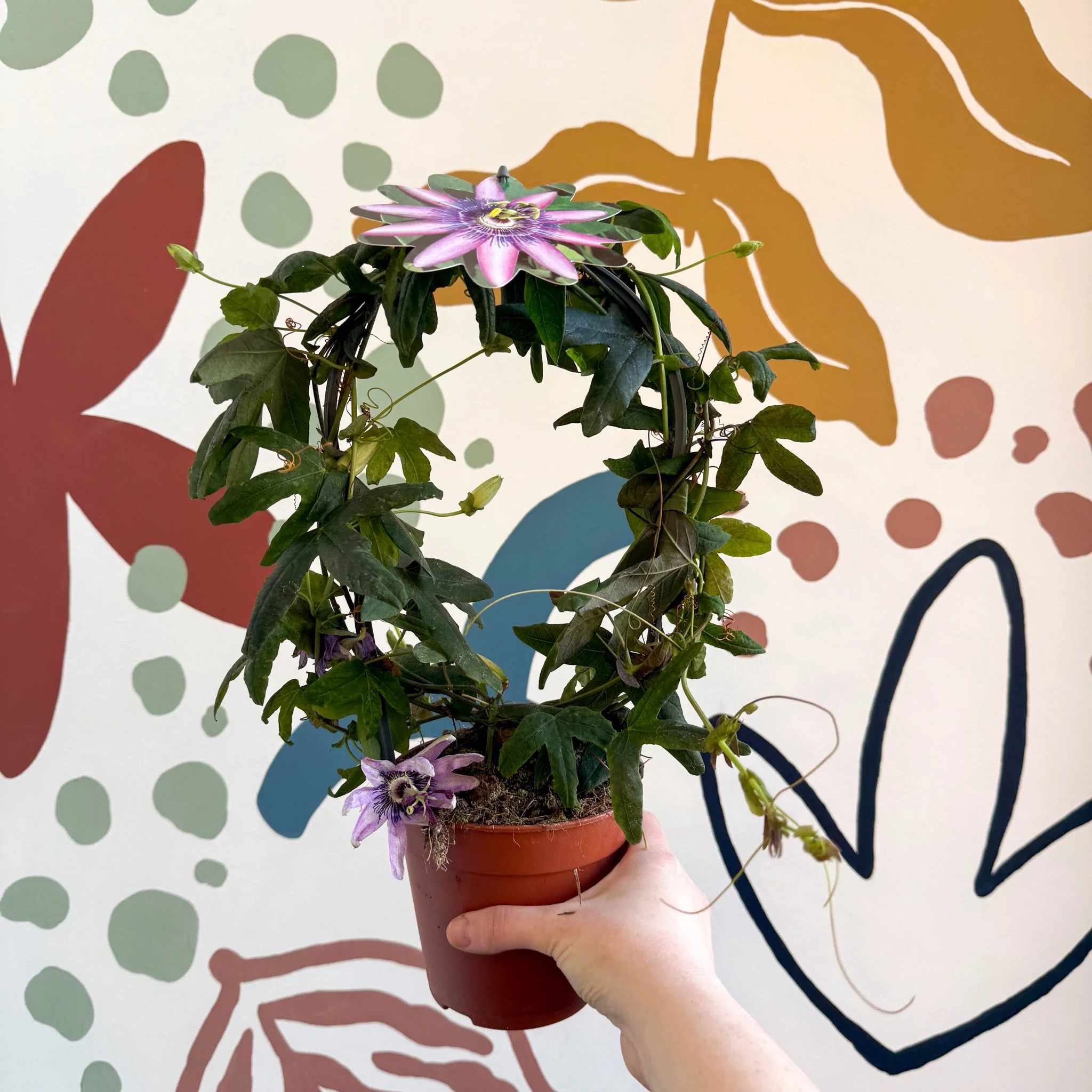 Passiflora 'Amethyst' - Purple Passionflower - Image 5