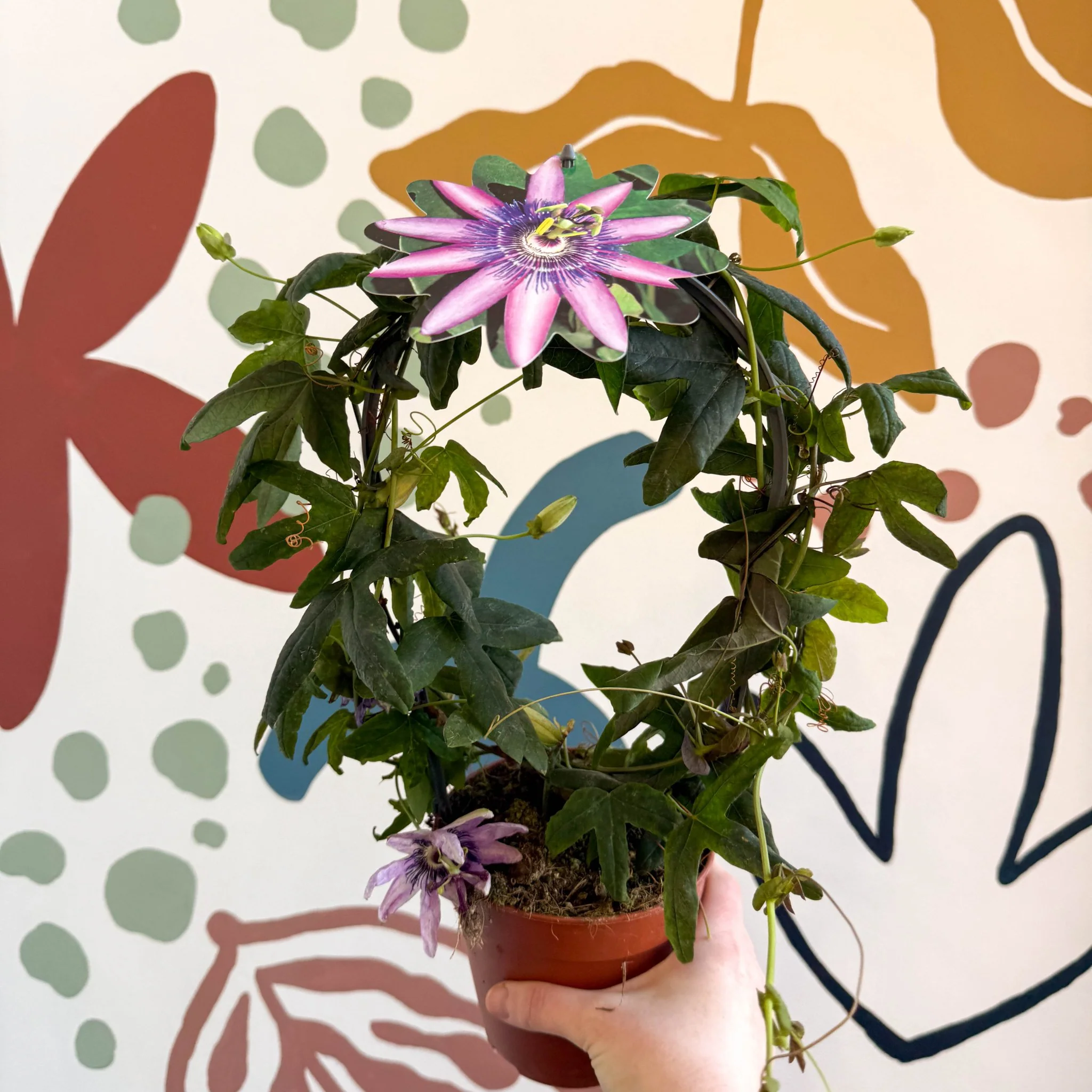 Passiflora 'Amethyst' - Purple Passionflower - Image 6