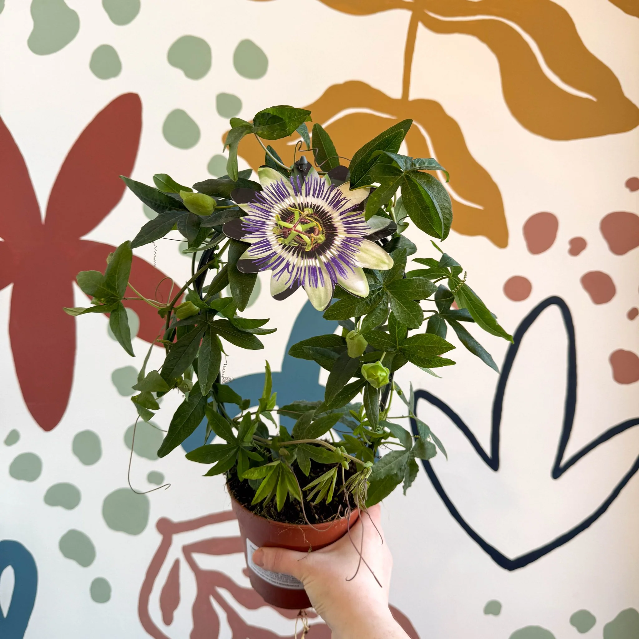 Passiflora caerulea - Blue Passionflower