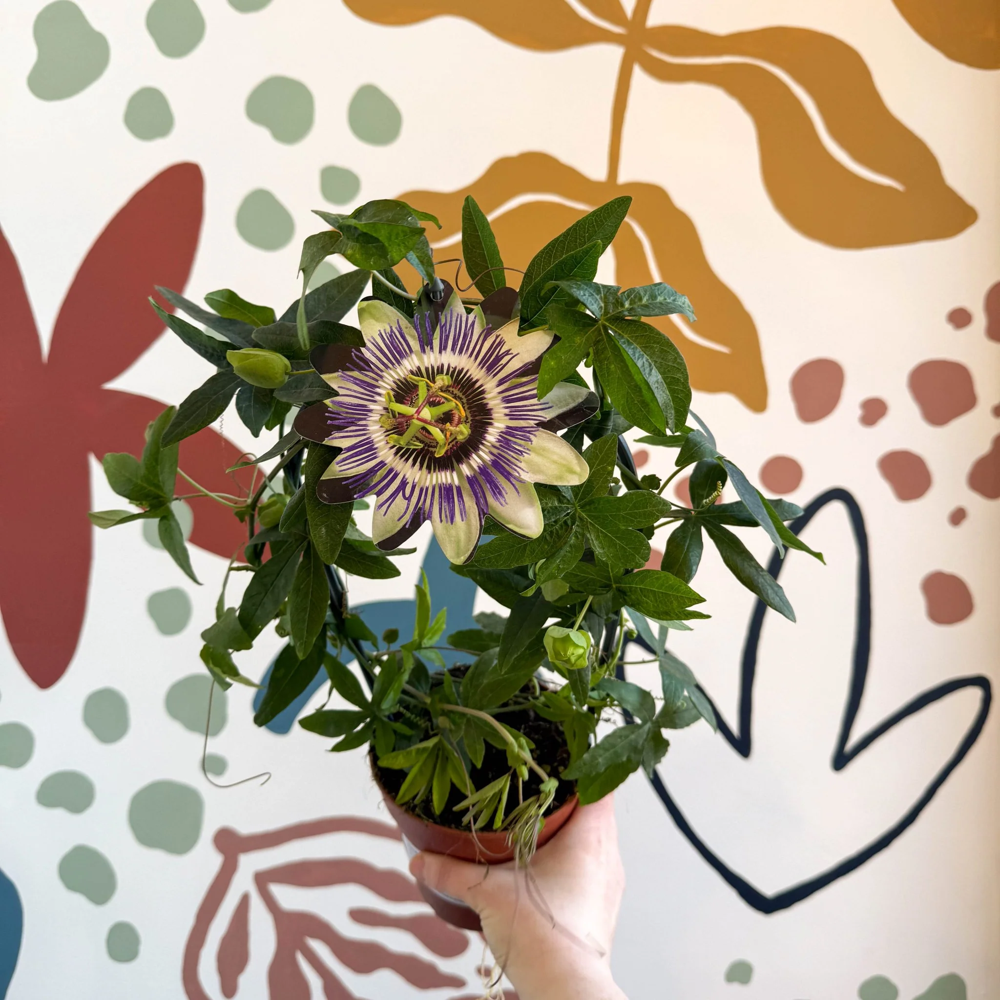 Passiflora caerulea - Blue Passionflower - Image 2
