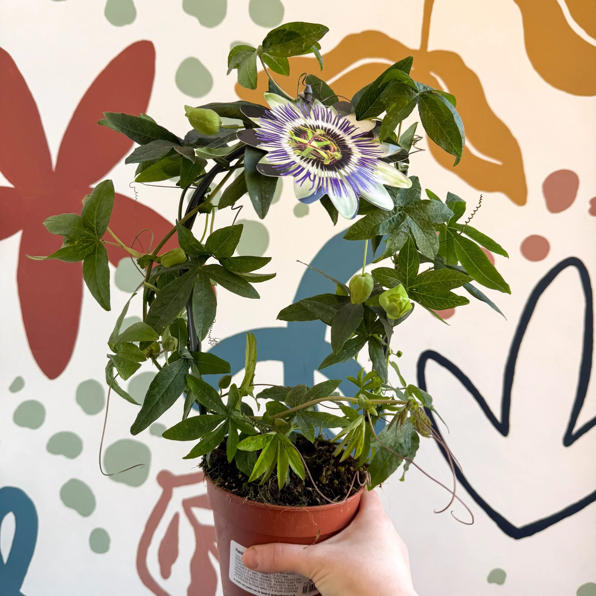 Passiflora caerulea - Blue Passionflower - Image 3