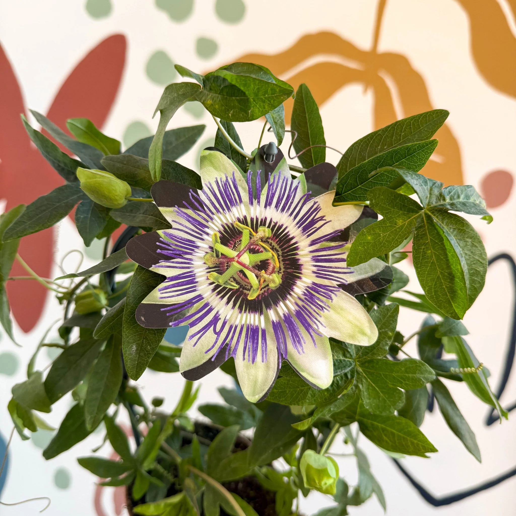 Passiflora caerulea - Blue Passionflower - Image 5