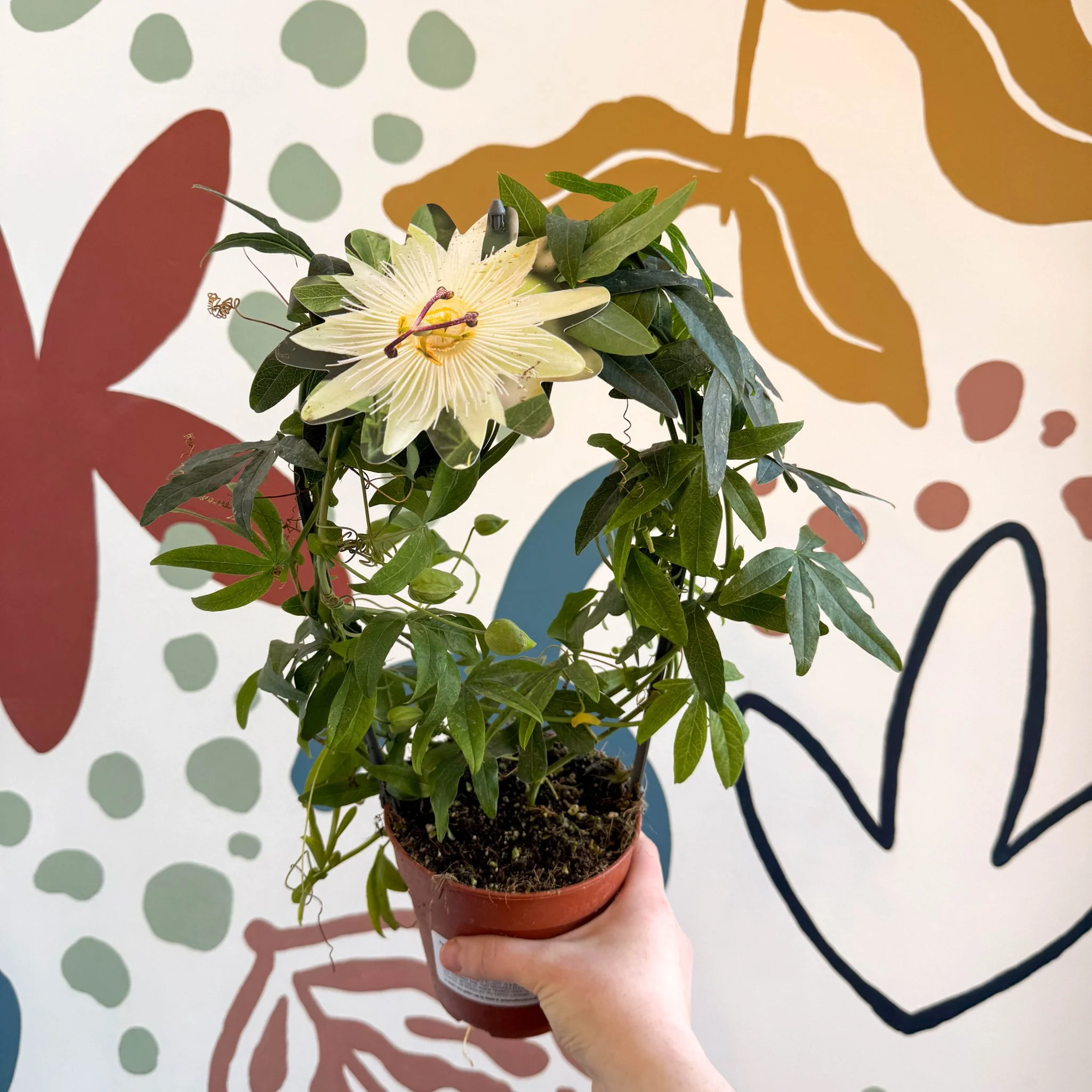 Passiflora caerulea 'Constance Elliott' - White Passionflower