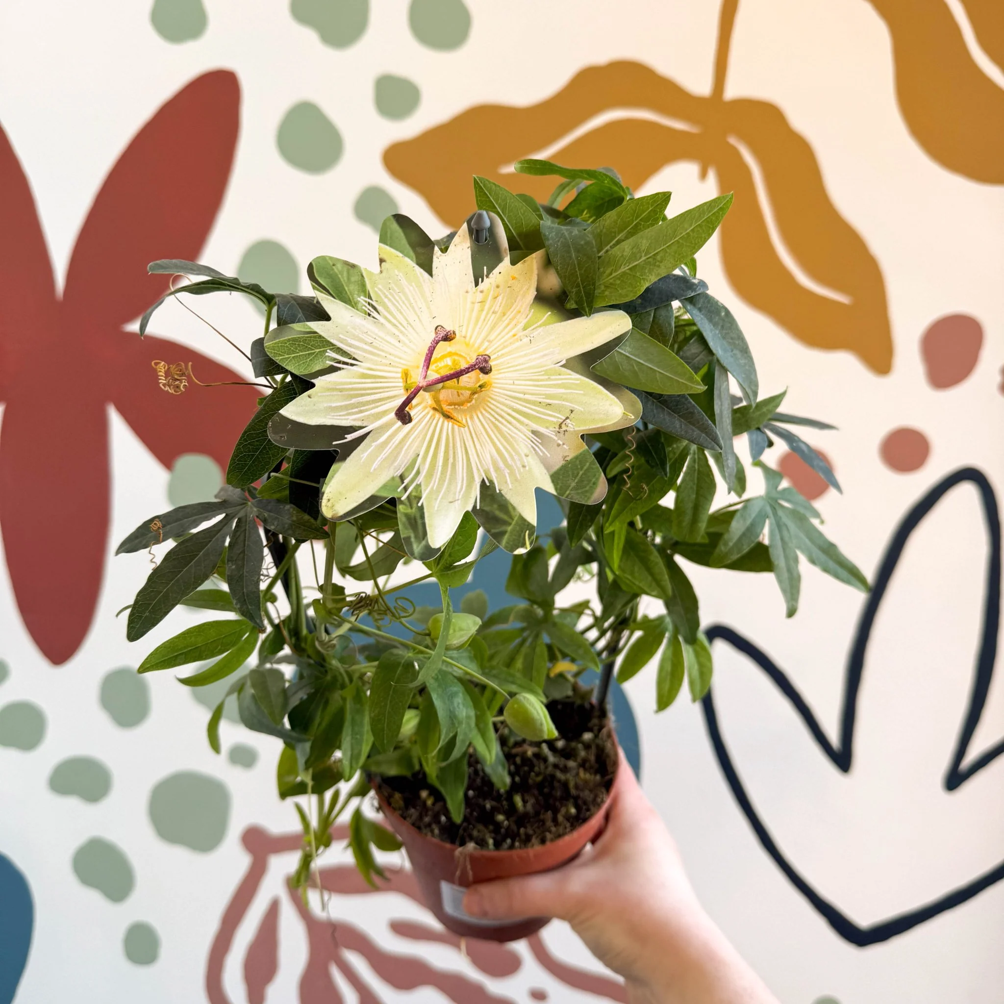 Passiflora caerulea 'Constance Elliott' - White Passionflower - Image 3