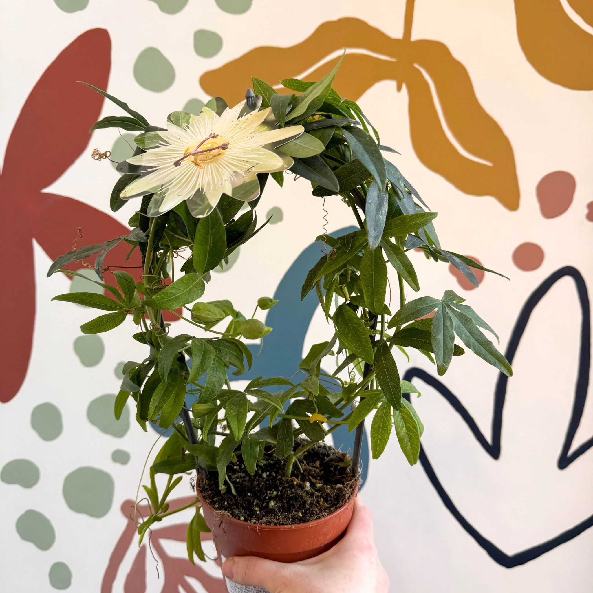 Passiflora caerulea 'Constance Elliott' - White Passionflower - Image 4