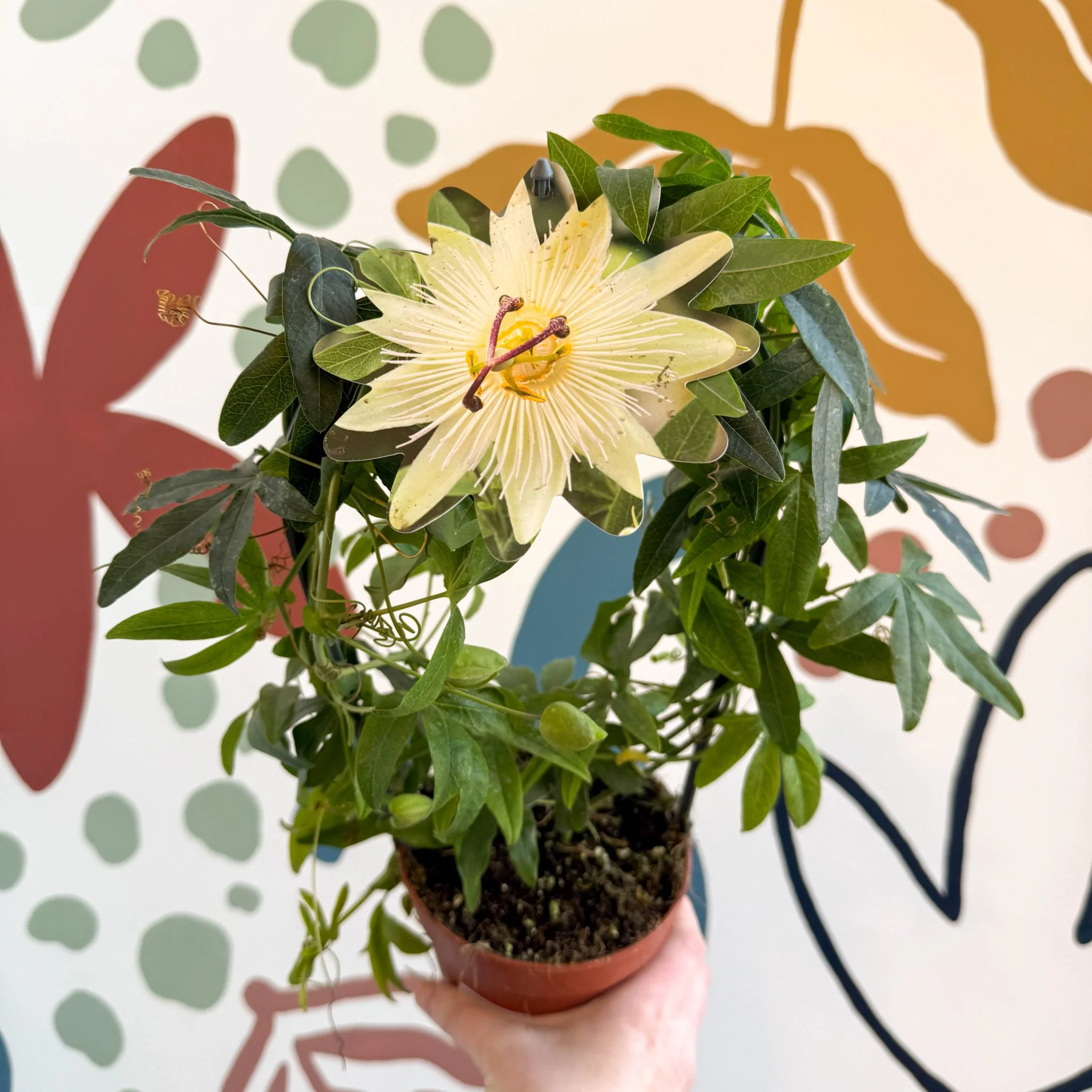 Passiflora caerulea 'Constance Elliott' - White Passionflower - Image 6