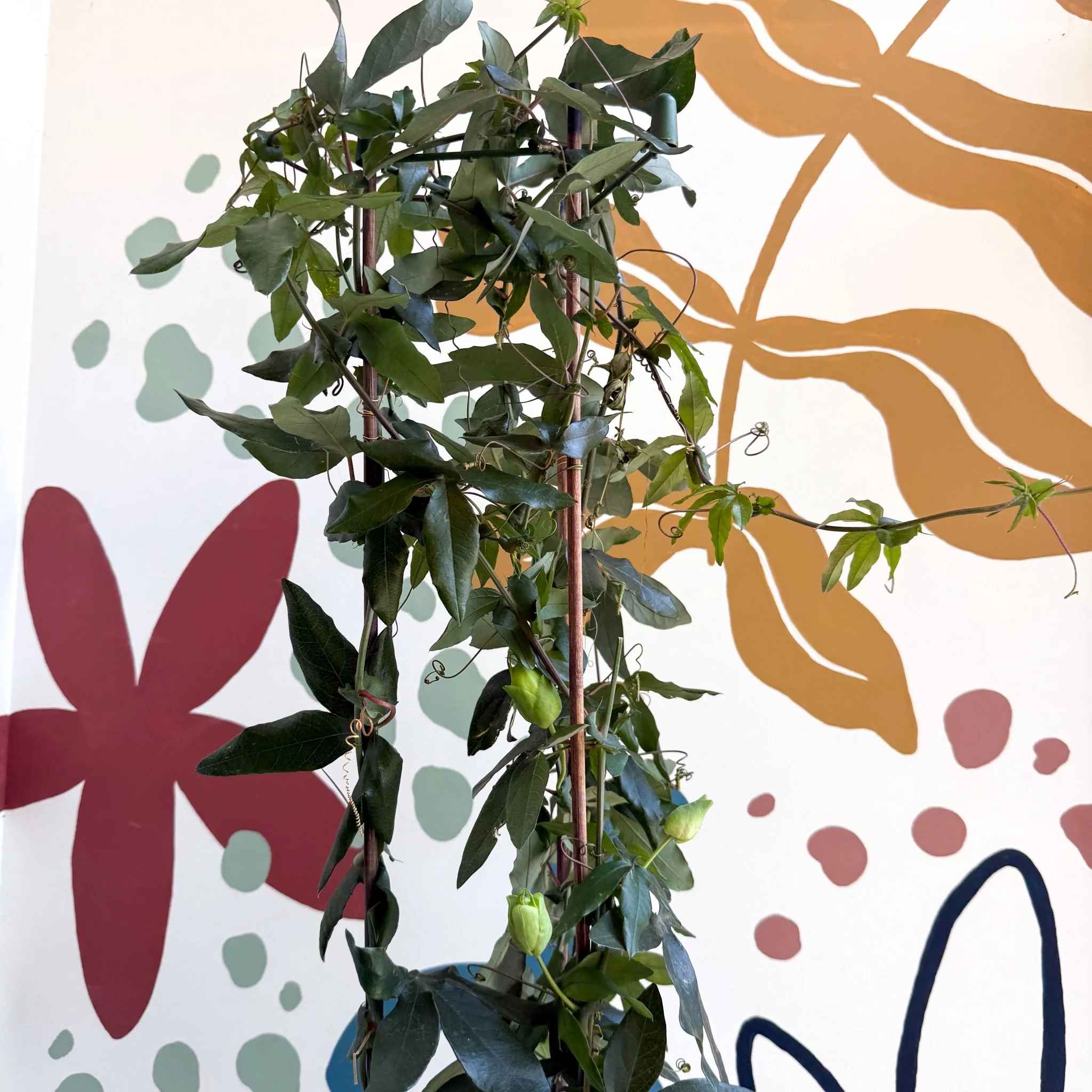 Passiflora caerulea - Passionflower (Mixed Colours)