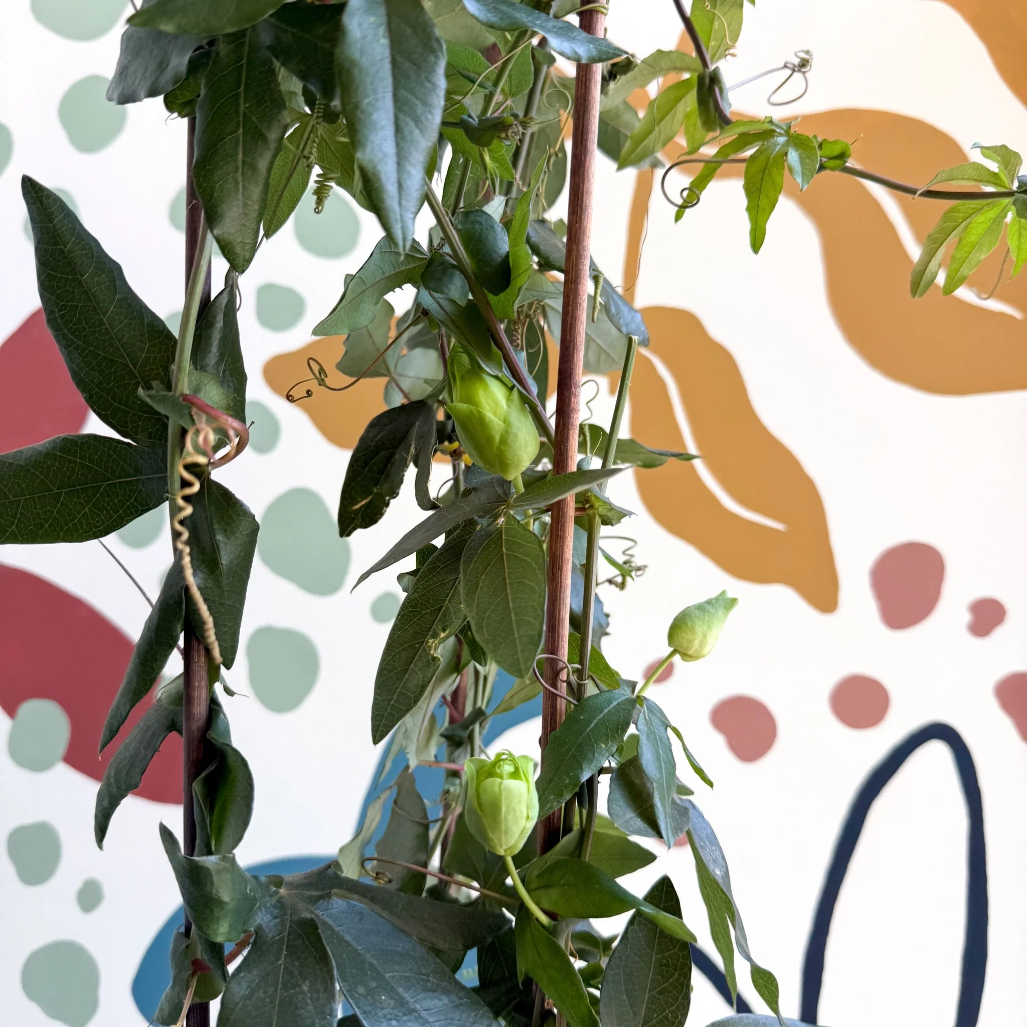 Passiflora caerulea - Passionflower (Mixed Colours) - Image 10
