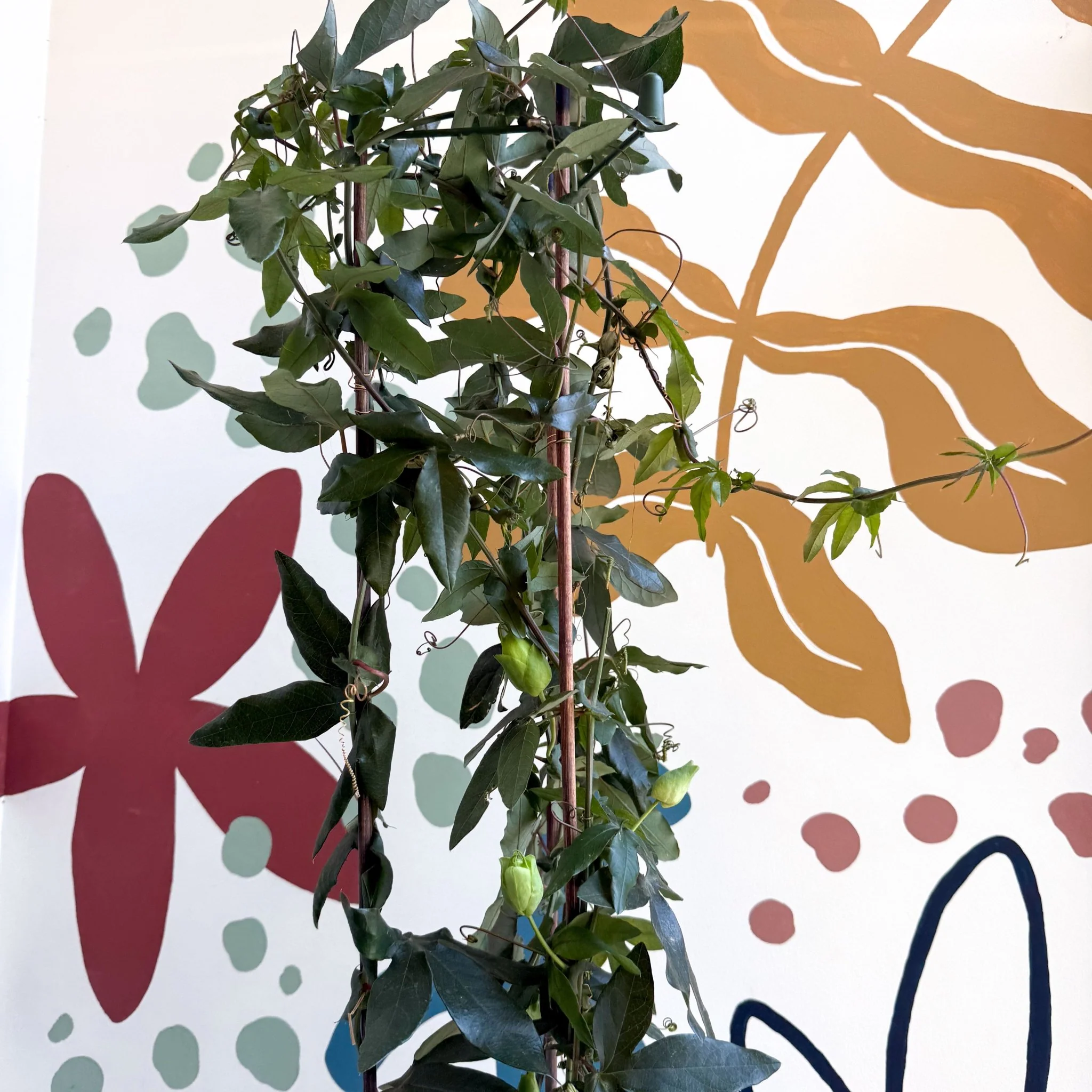 Passiflora caerulea - Passionflower (Mixed Colours) - Image 2