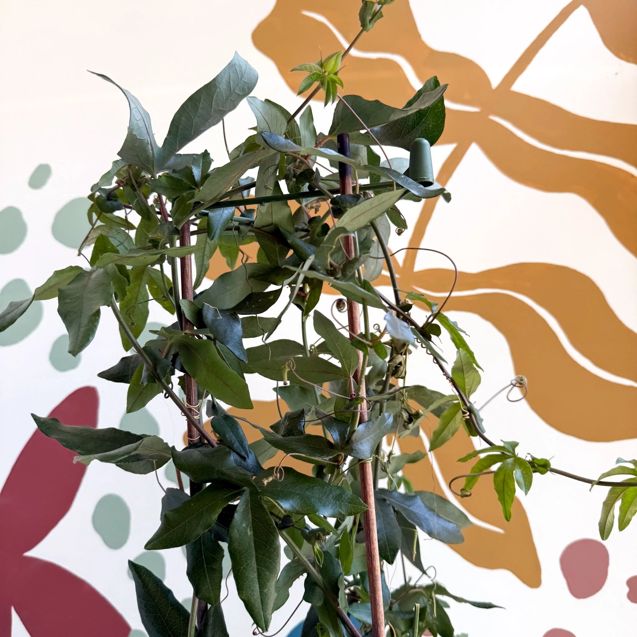 Passiflora caerulea - Passionflower (Mixed Colours) - Image 5