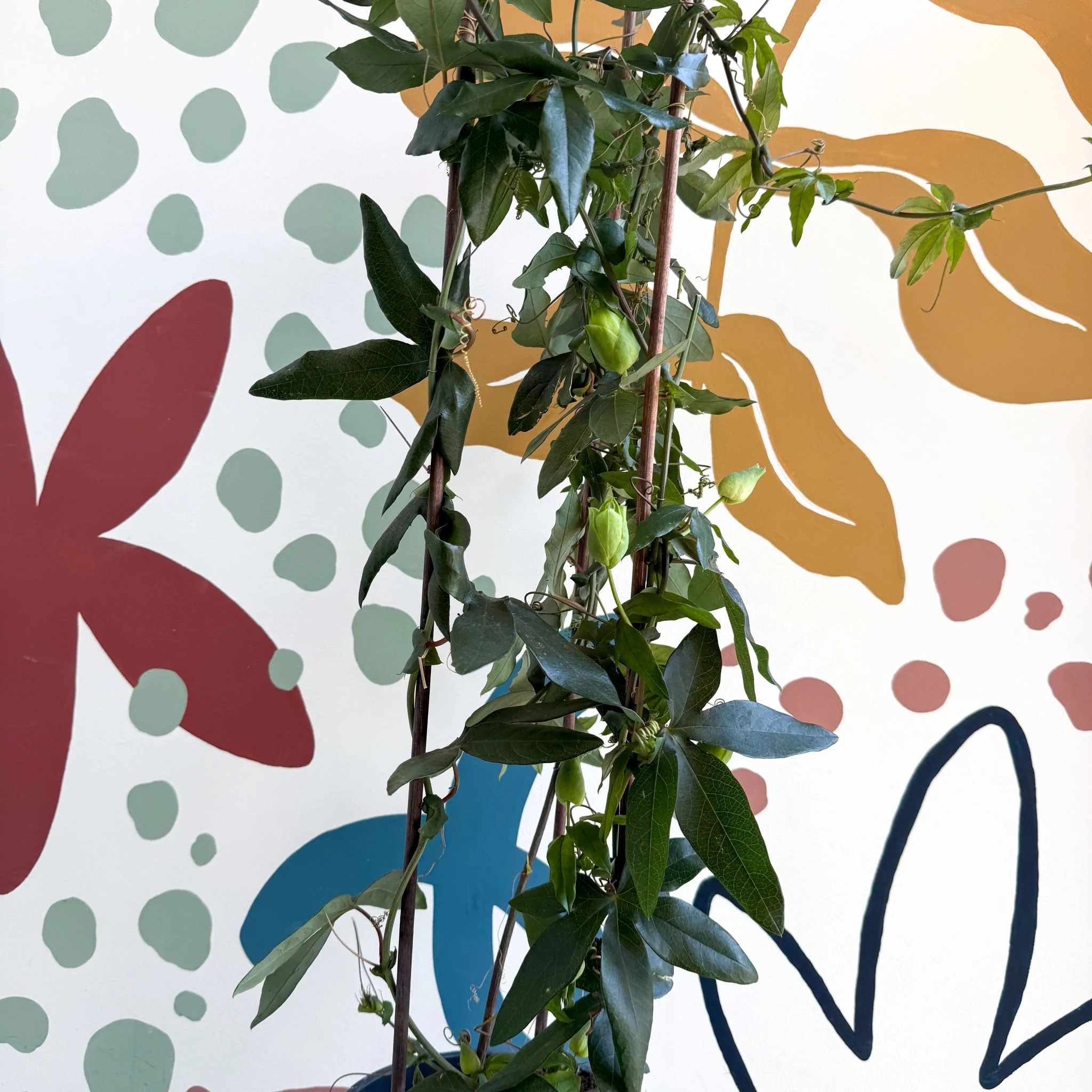 Passiflora caerulea - Passionflower (Mixed Colours) - Image 6