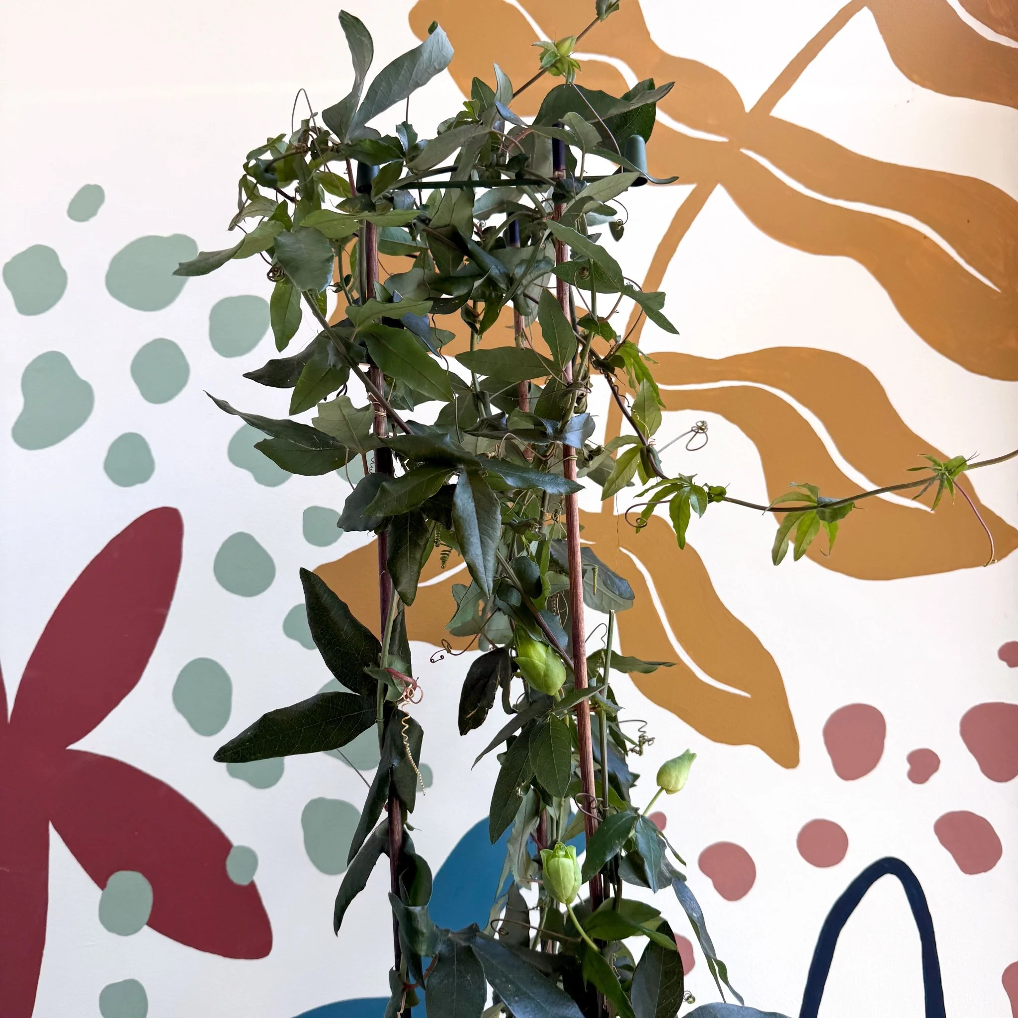 Passiflora caerulea - Passionflower (Mixed Colours) - Image 7