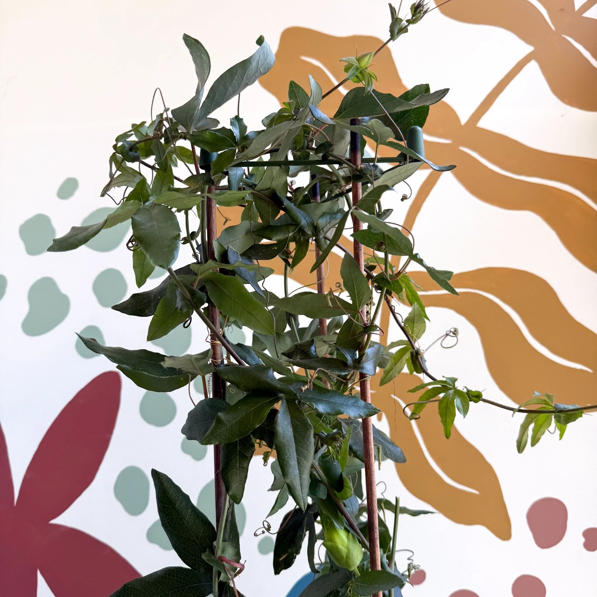 Passiflora caerulea - Passionflower (Mixed Colours) - Image 8
