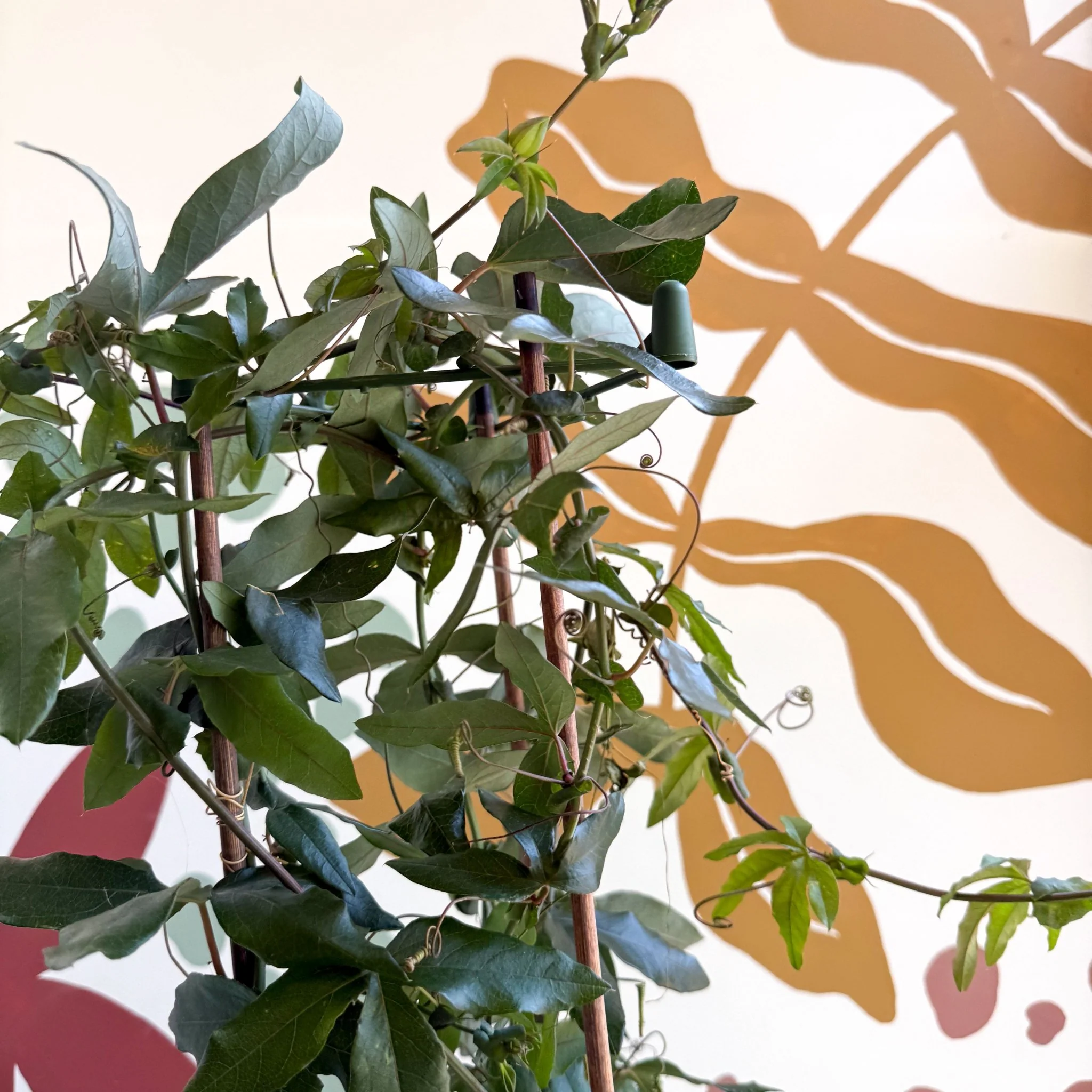 Passiflora caerulea - Passionflower (Mixed Colours) - Image 9