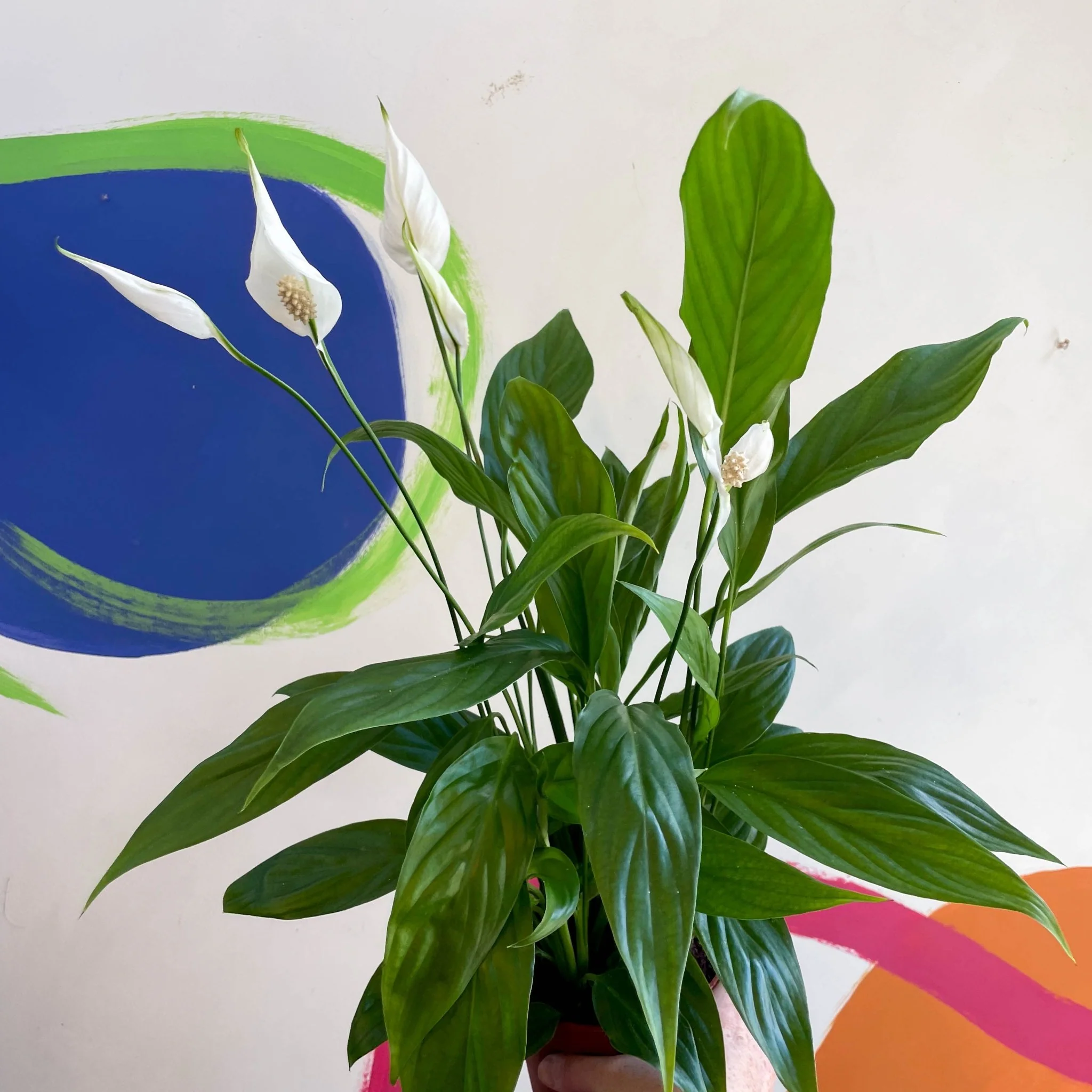Spathiphyllum 'Alana' - Peace Lily