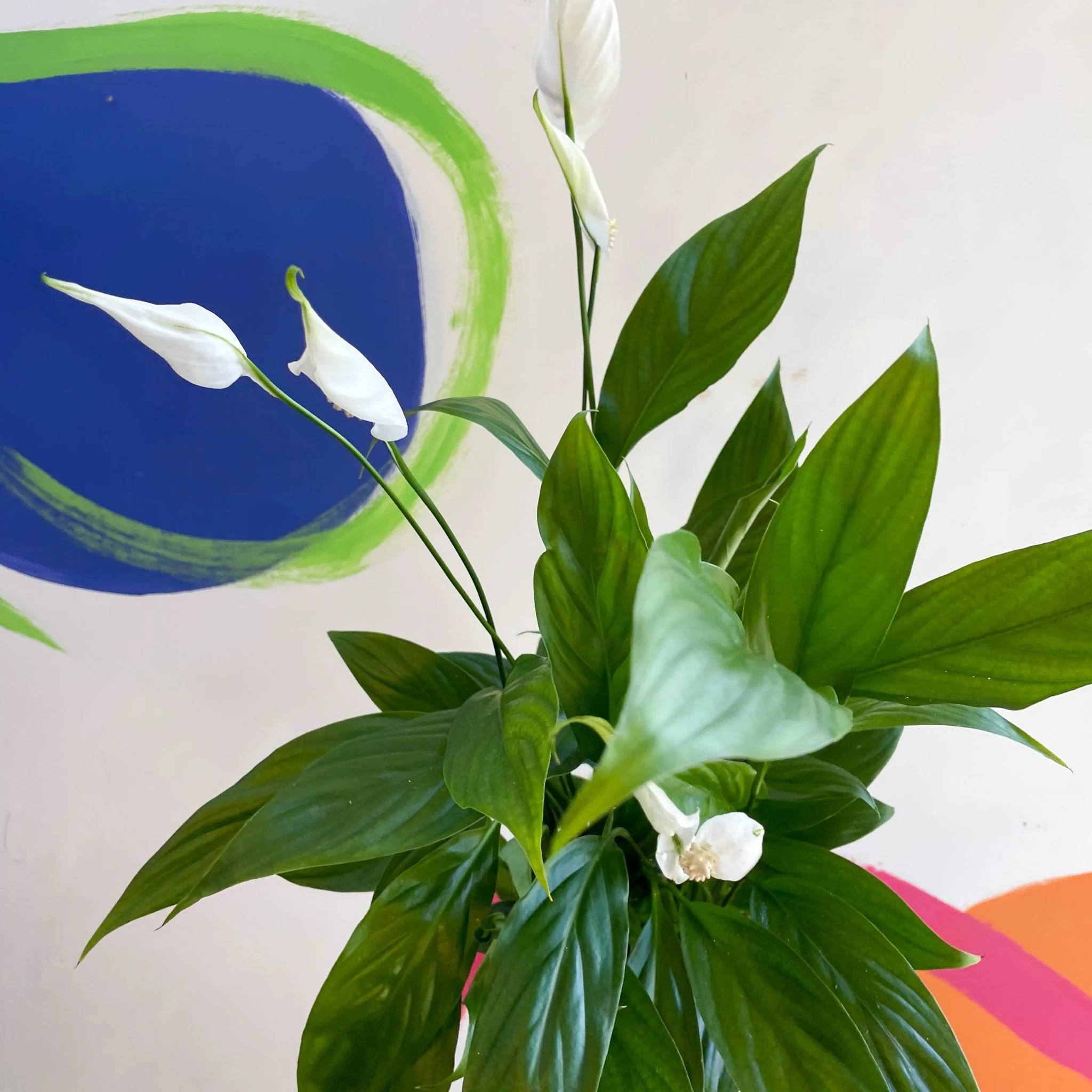 Spathiphyllum 'Alana' - Peace Lily - Image 2