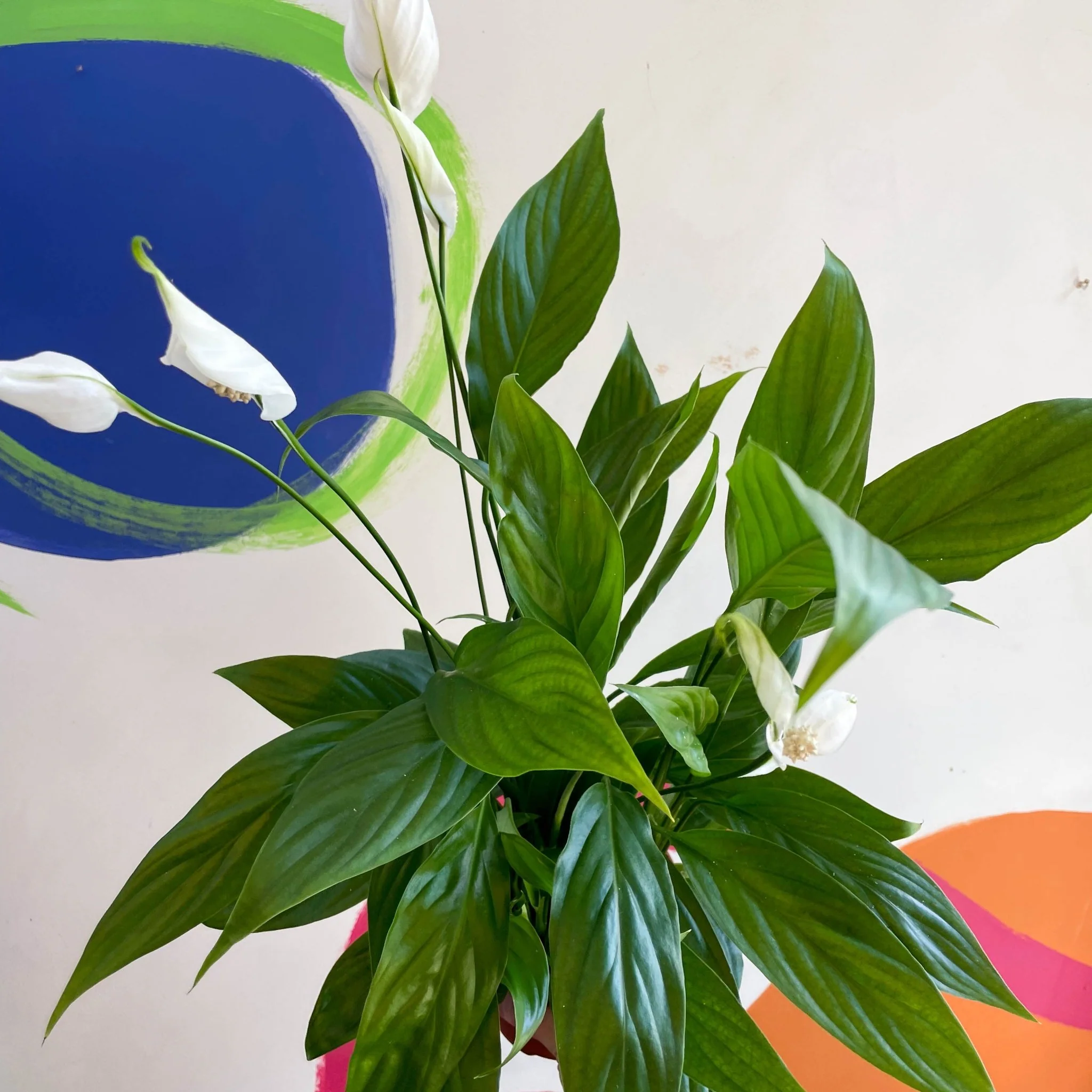 Spathiphyllum 'Alana' - Peace Lily - Image 3