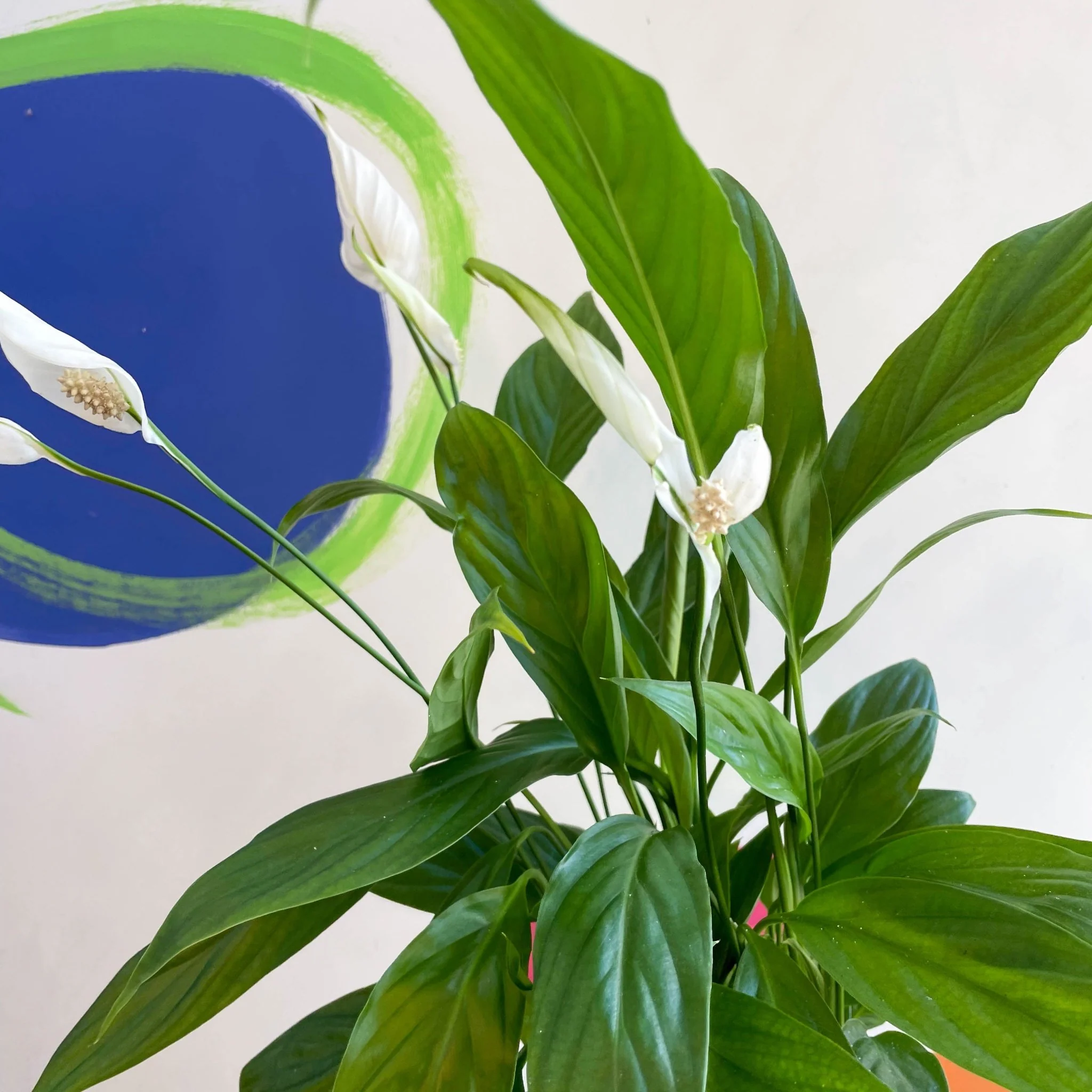 Spathiphyllum 'Alana' - Peace Lily - Image 4