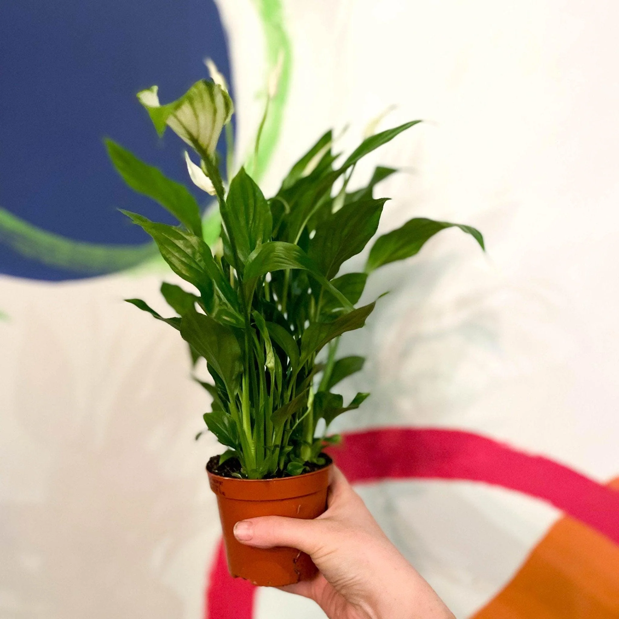 Spathiphyllum 'Chopin' - Peace Lily - Image 4