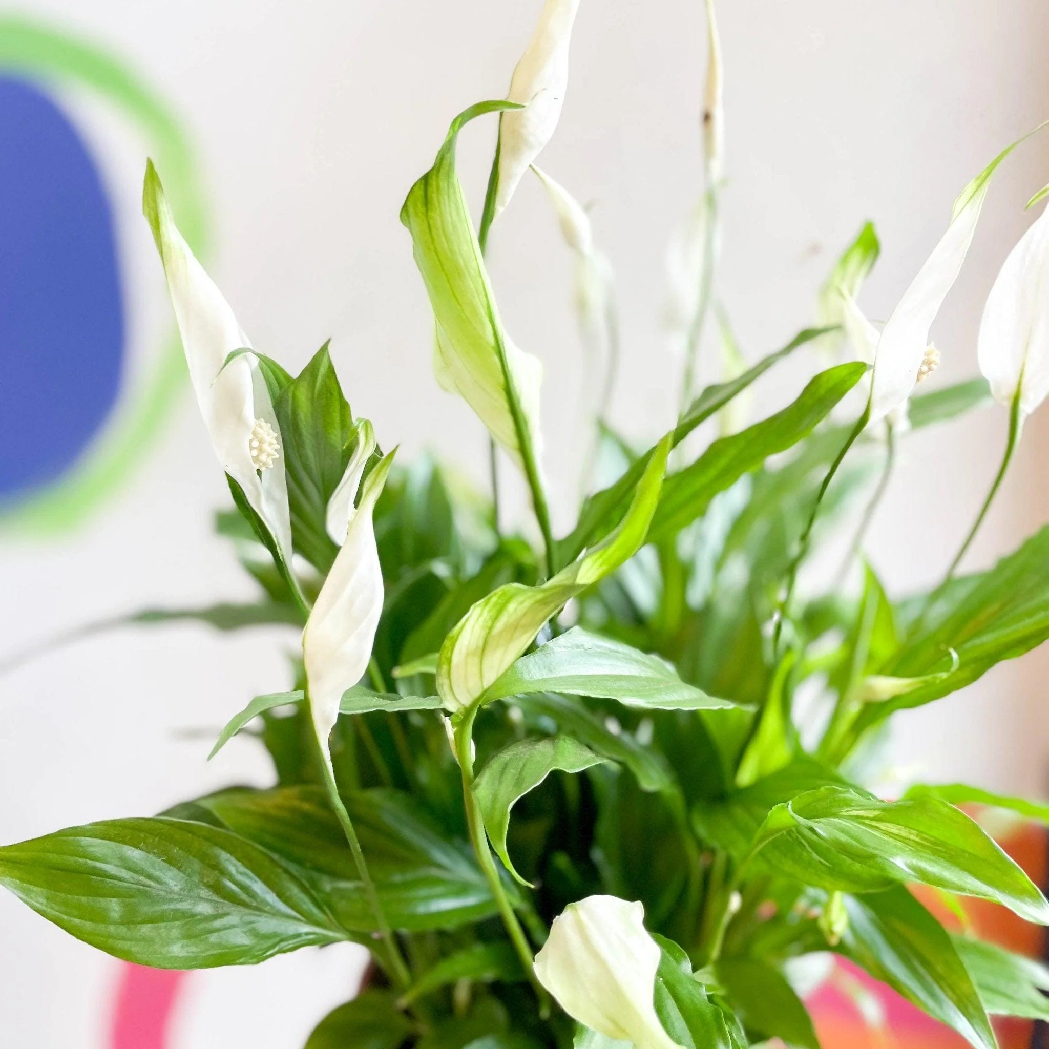 Spathiphyllum 'Chopin' - Peace Lily - Image 8