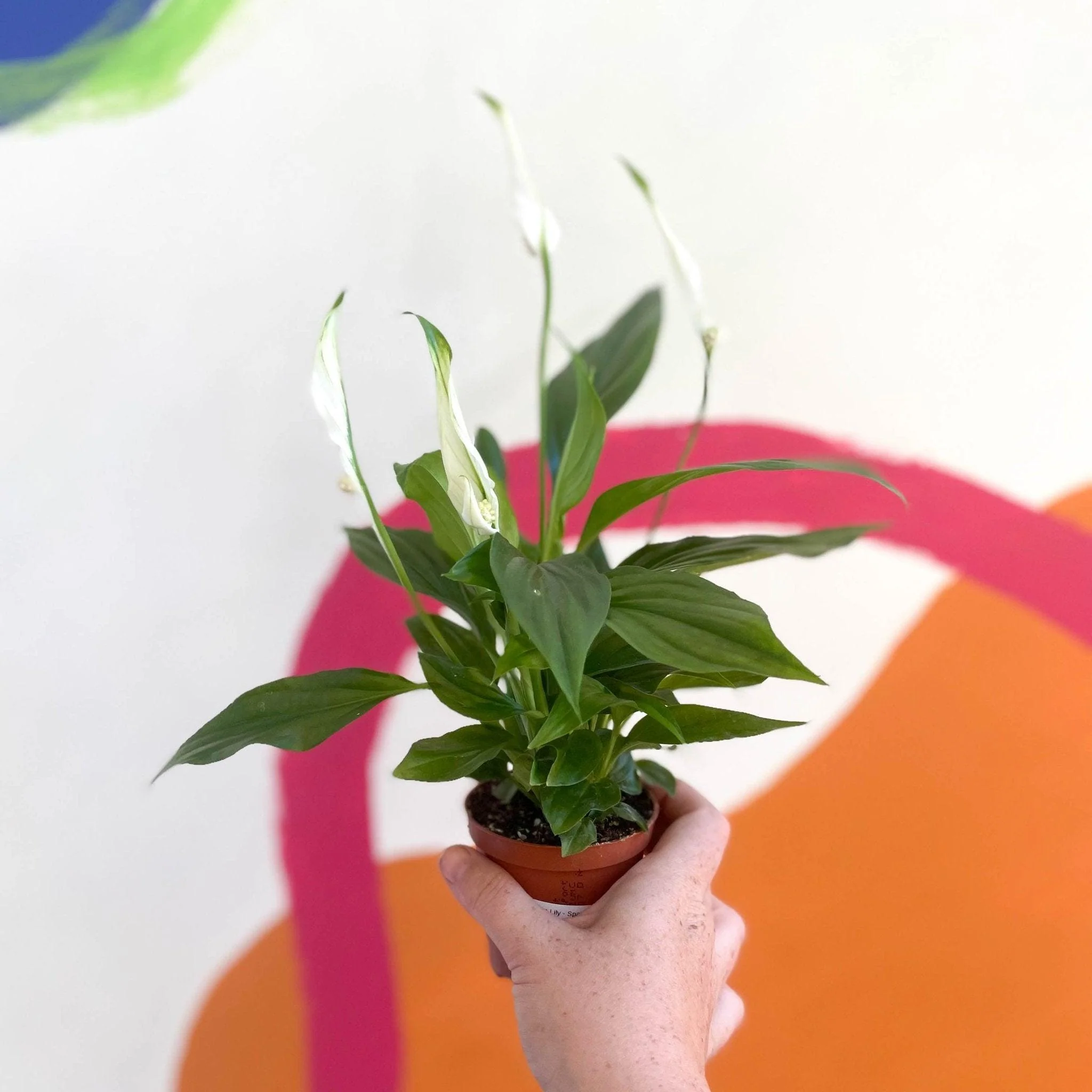 Spathiphyllum 'Pearl Cupido' - Peace Lily - Image 3