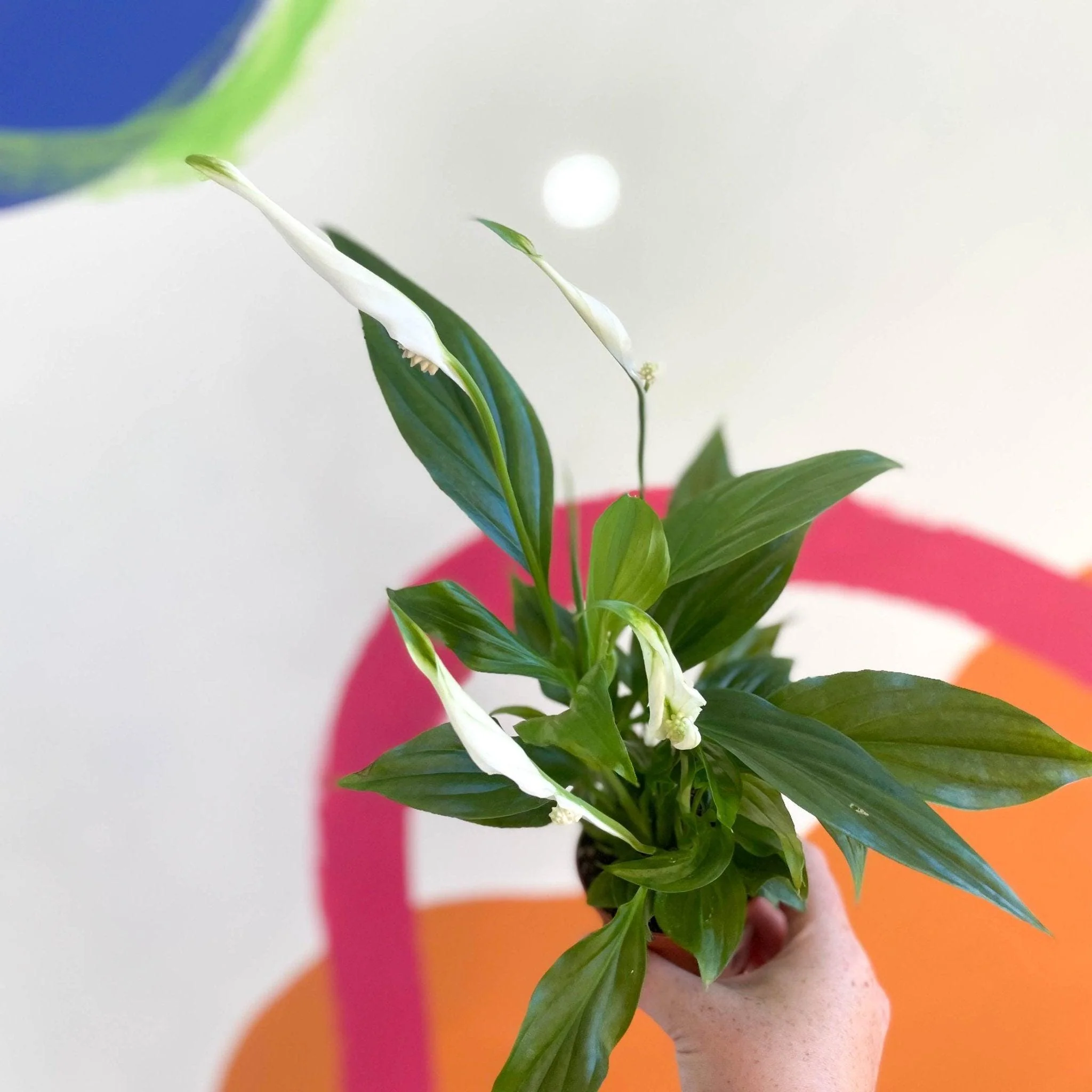 Spathiphyllum 'Pearl Cupido' - Peace Lily - Image 4
