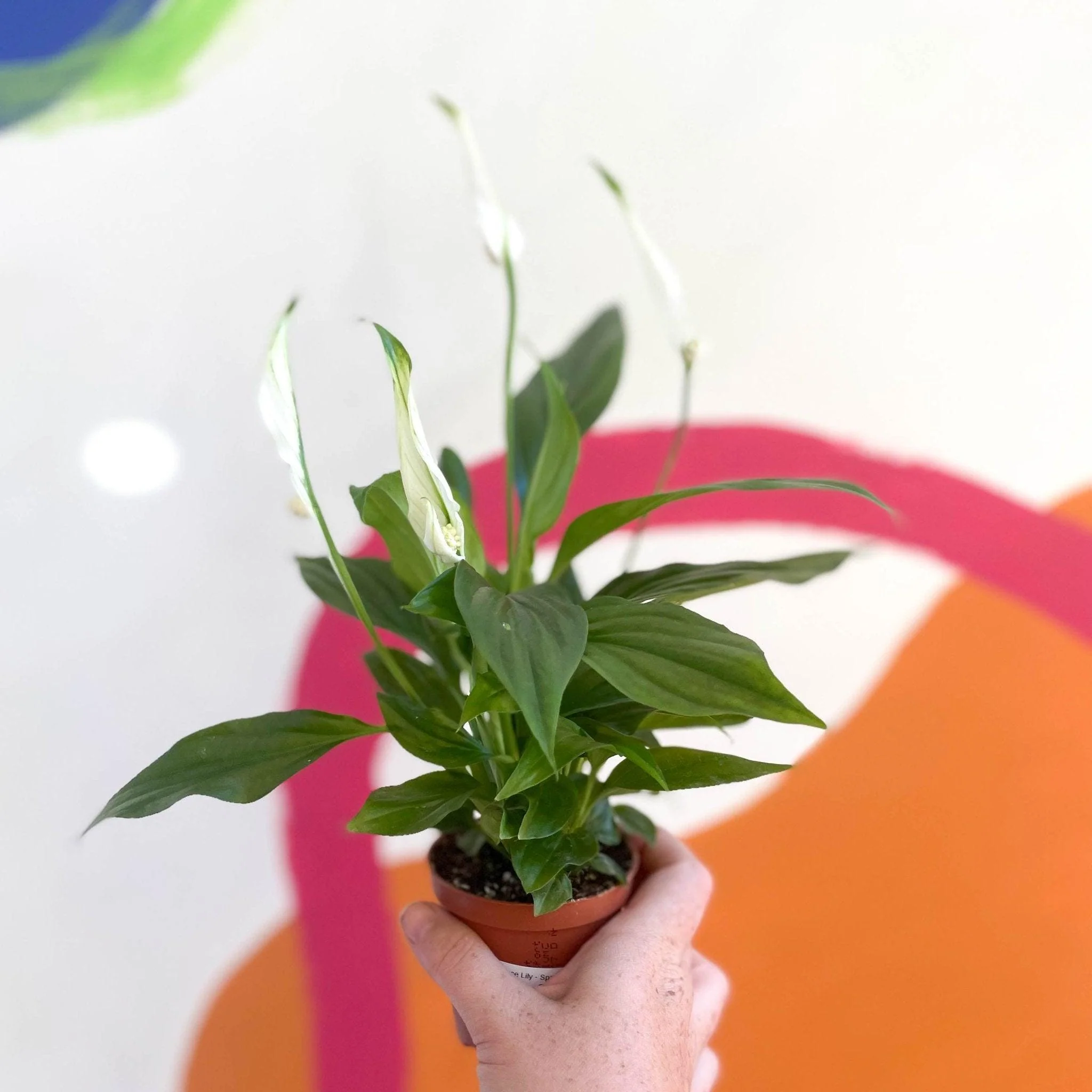 Spathiphyllum 'Pearl Cupido' - Peace Lily - Image 5