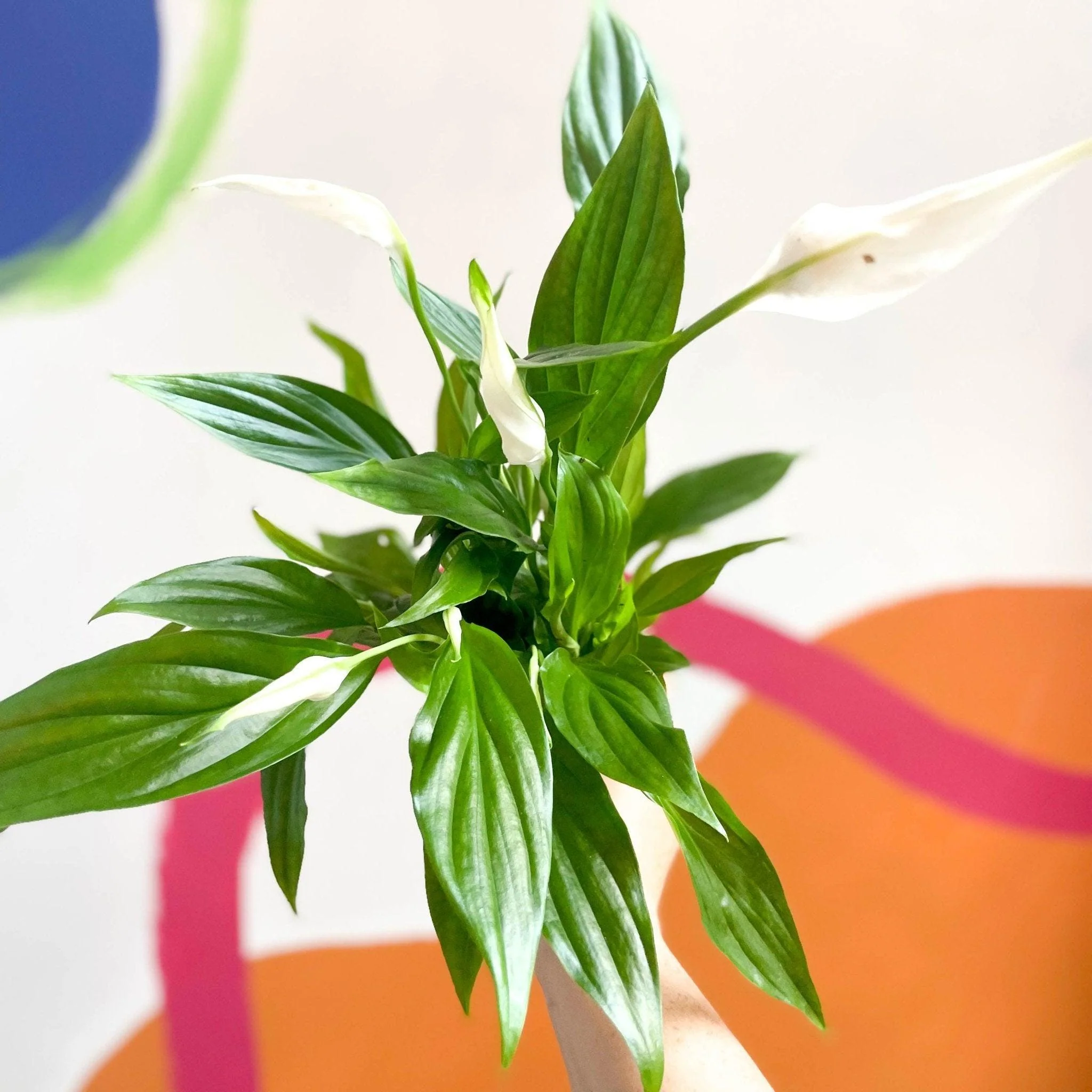 Spathiphyllum 'Pearl Cupido' - Peace Lily - Image 6