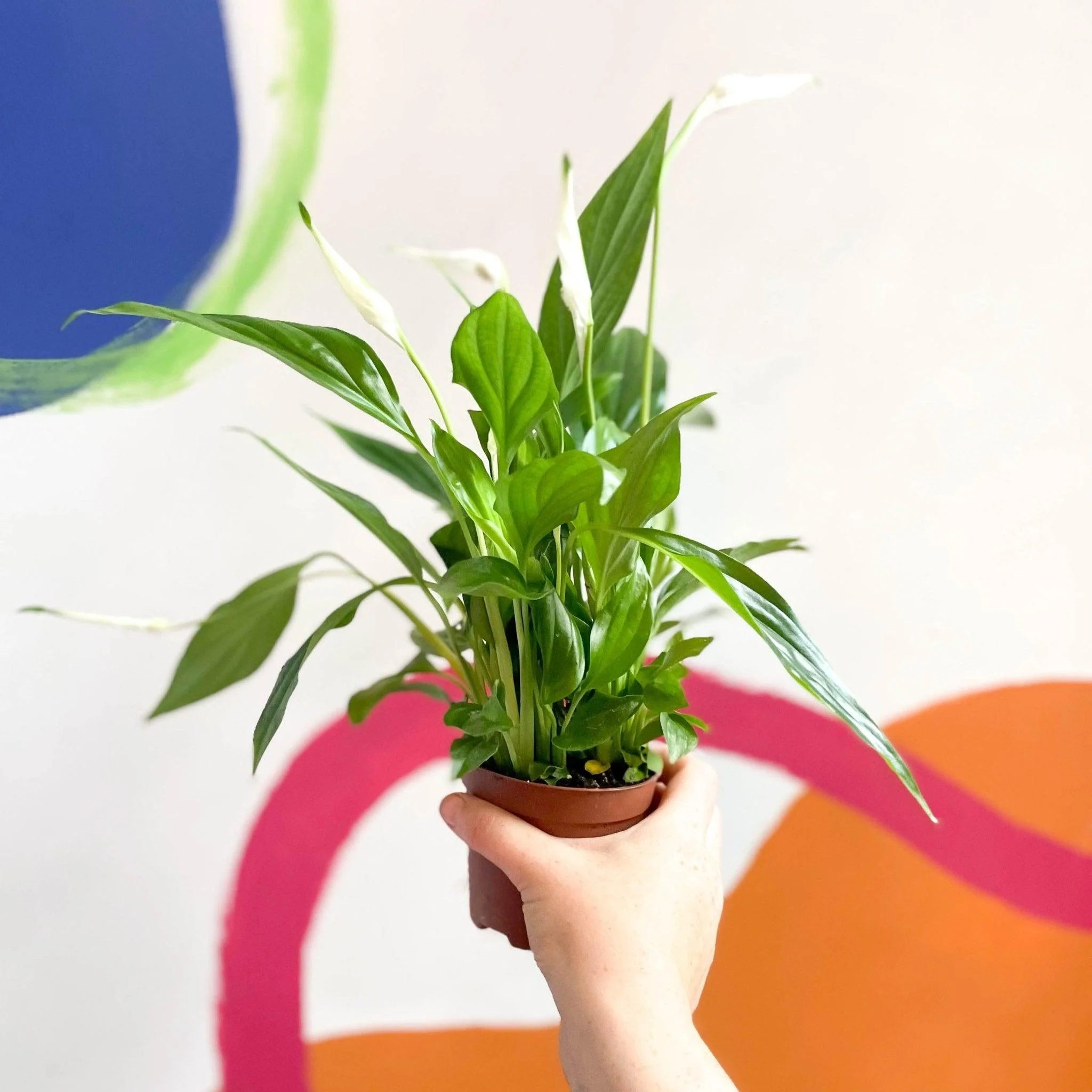 Spathiphyllum 'Pearl Cupido' - Peace Lily - Image 7