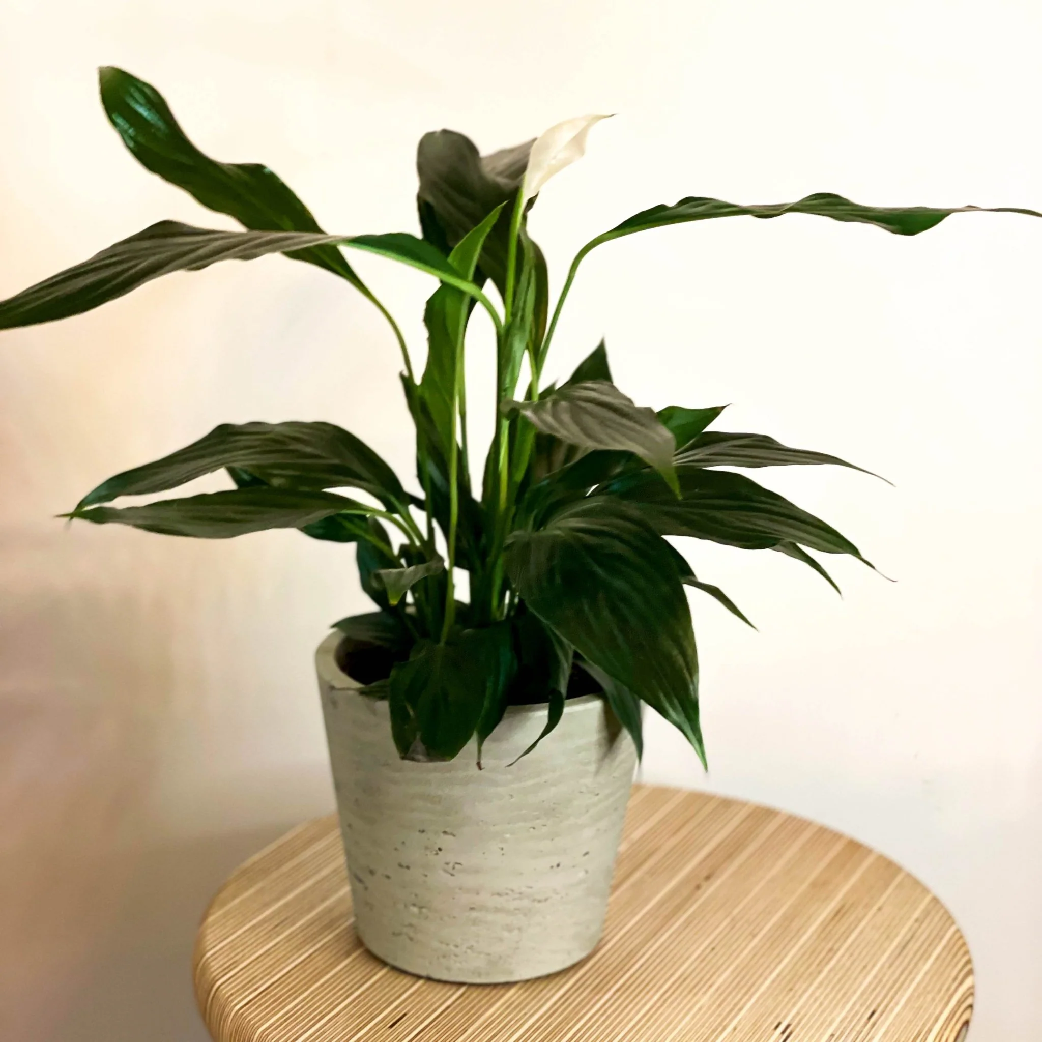 Peace Lily - Spathiphyllum 'Romeo Cupido'