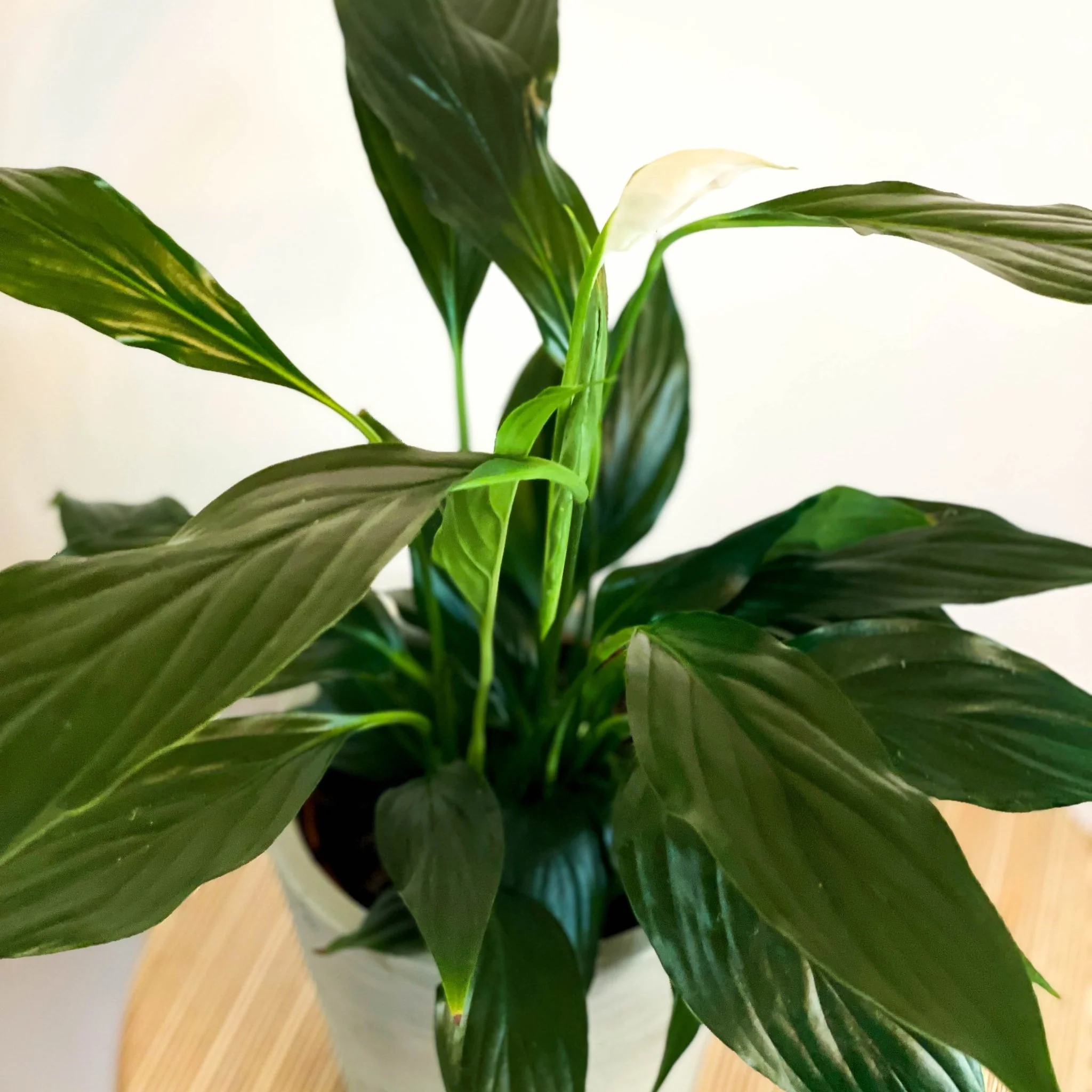 Peace Lily - Spathiphyllum 'Romeo Cupido' - Image 2