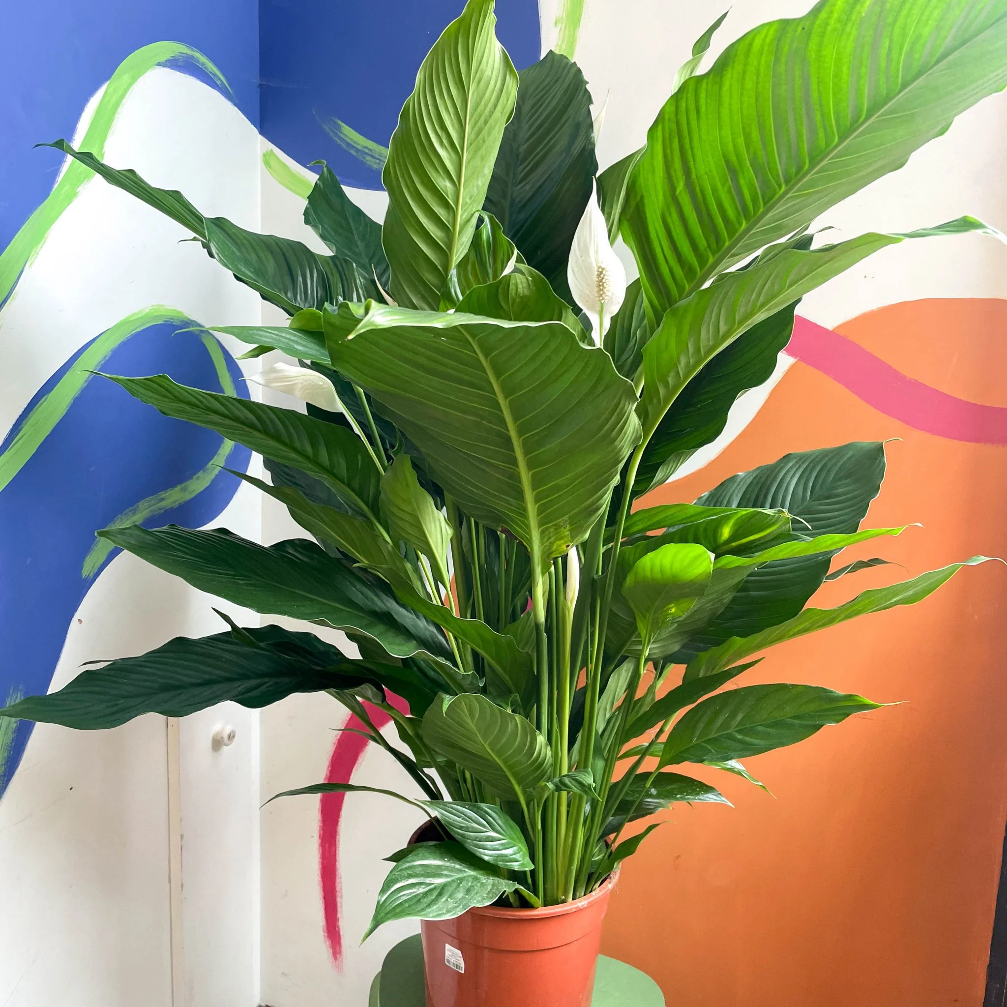 Spathiphyllum 'Sweet Sebastiano' - Peace Lily